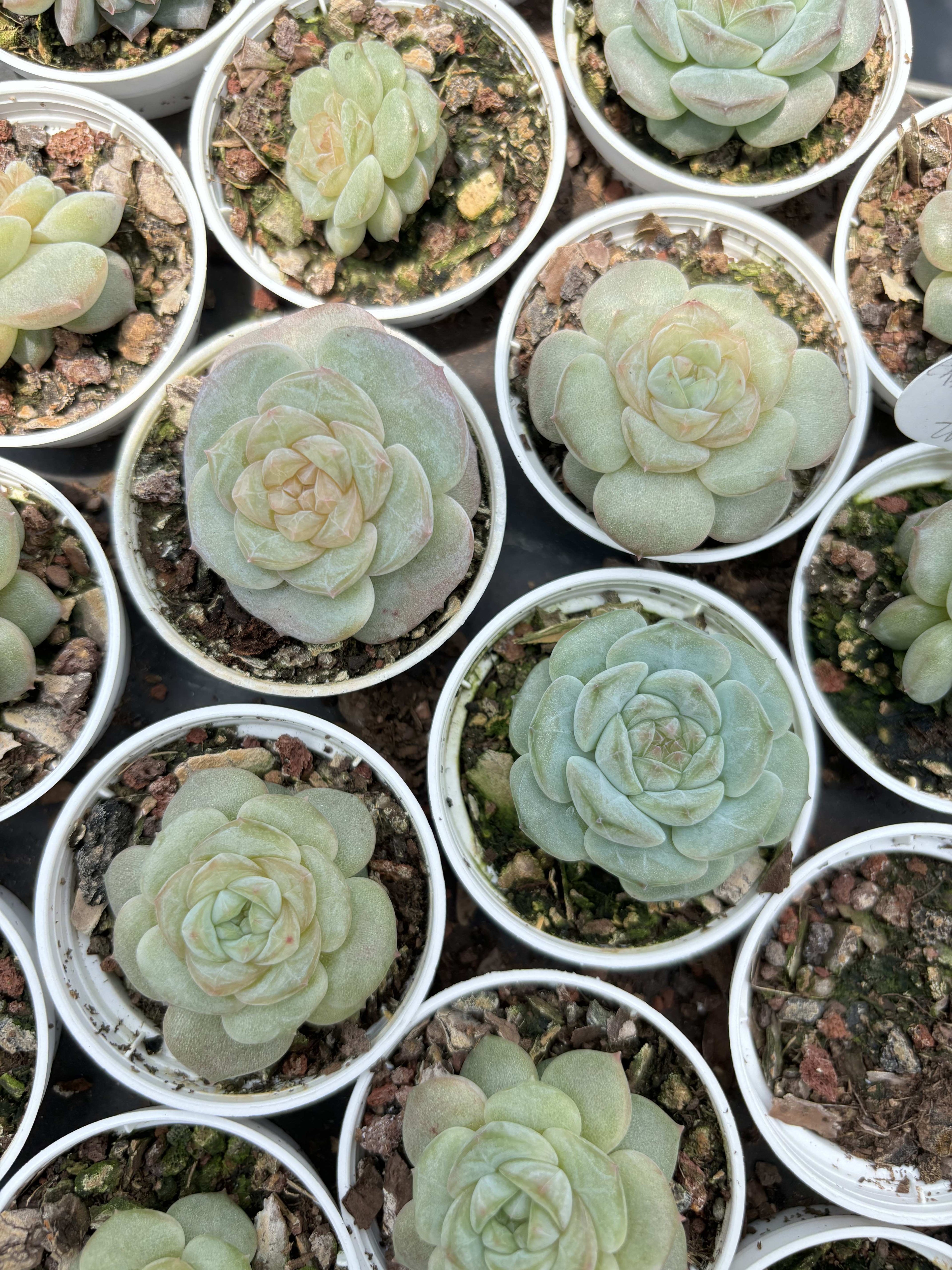 R028 エケベリア キャンディ・ジェニー