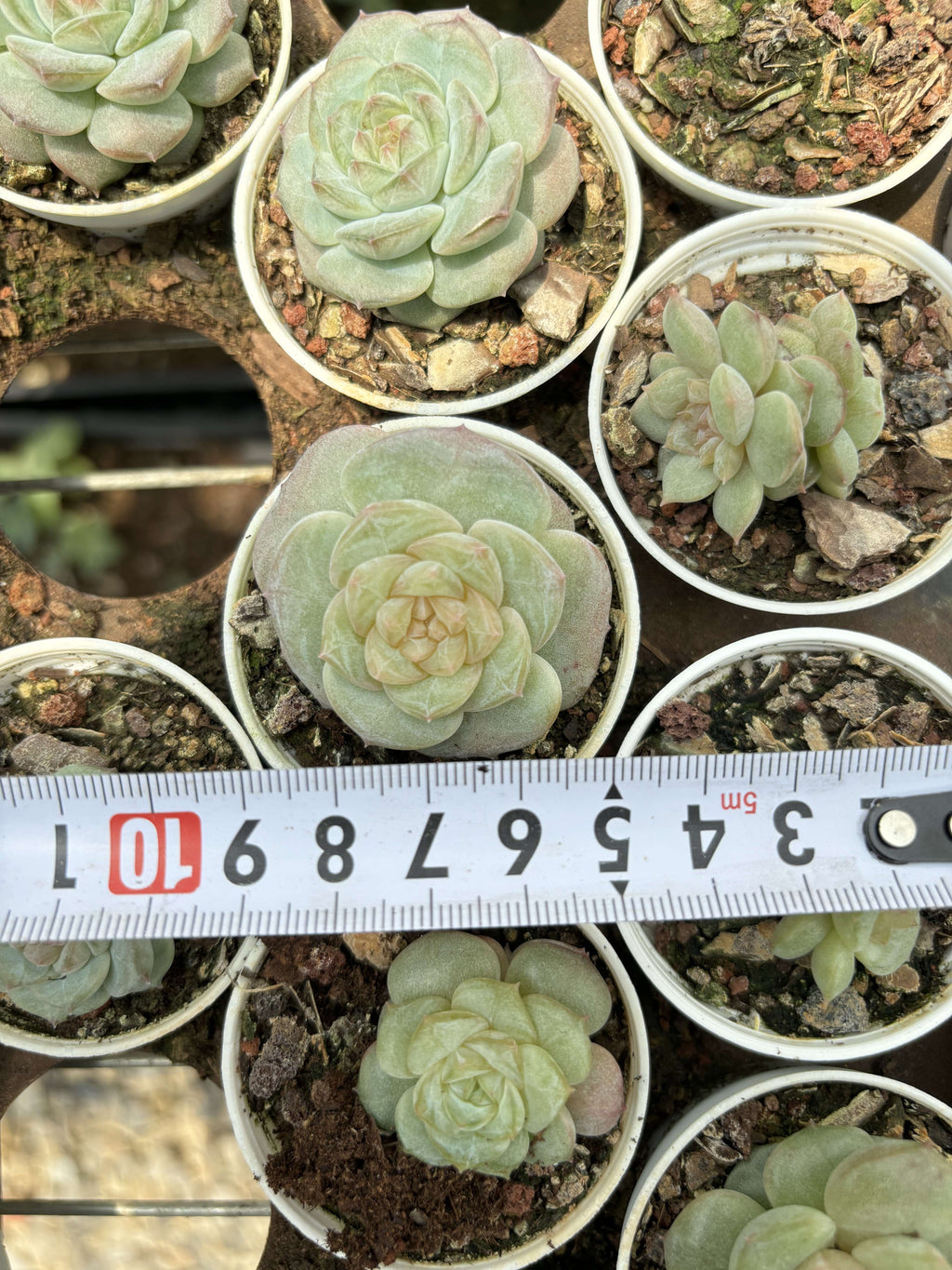 R028 エケベリア キャンディ・ジェニー