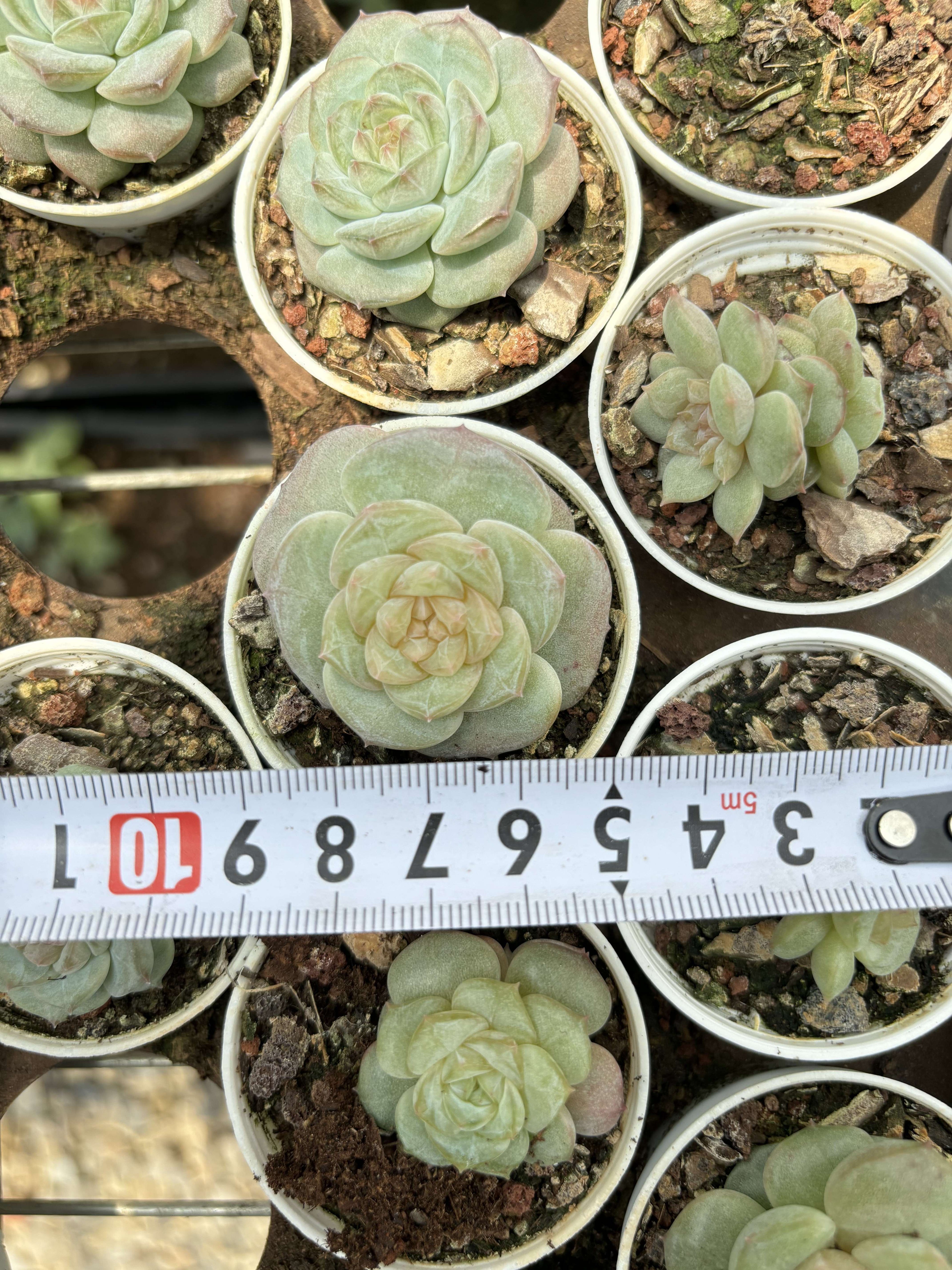 R028 エケベリア キャンディ・ジェニー