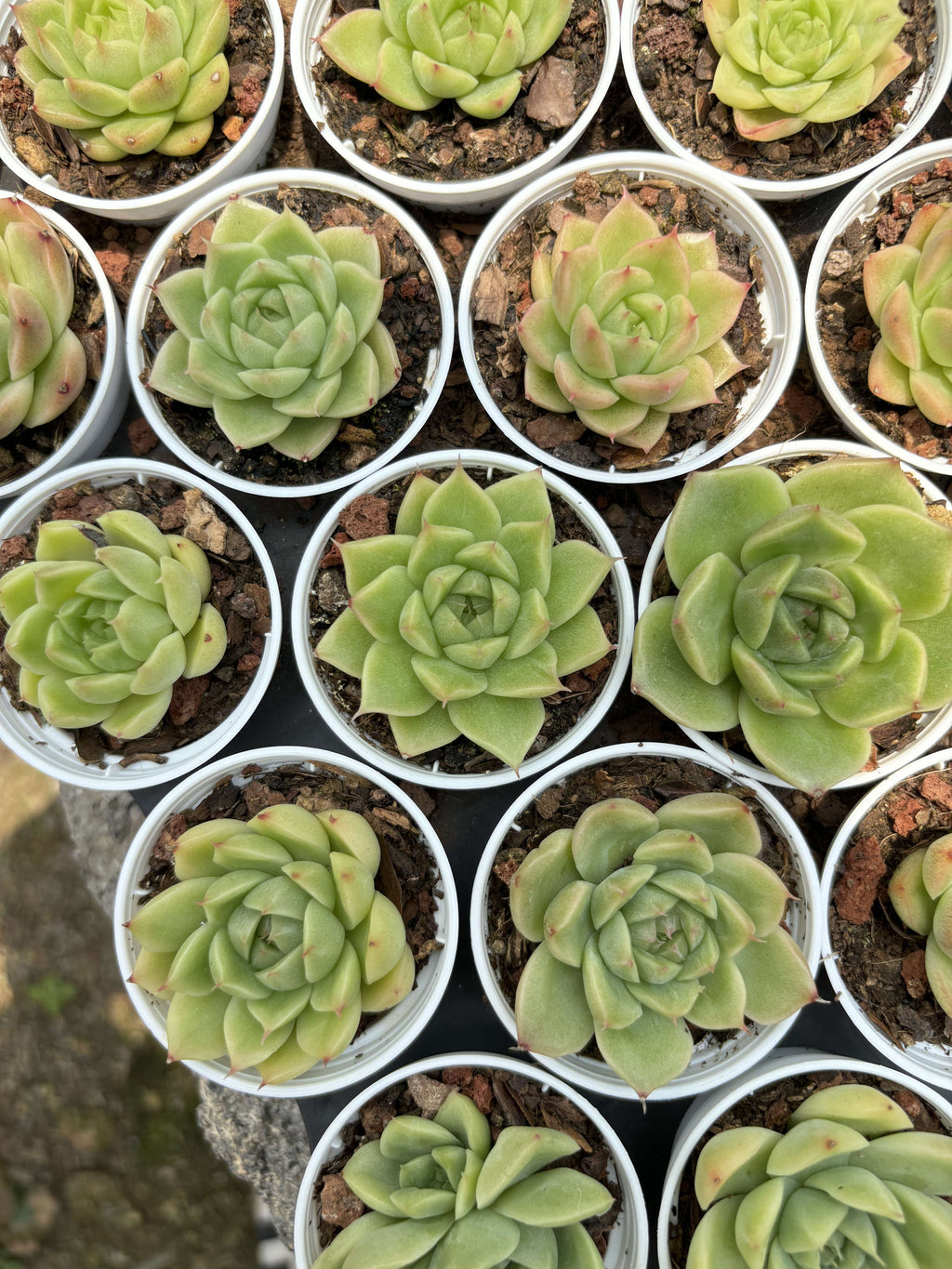 R029 エケベリア マルガン