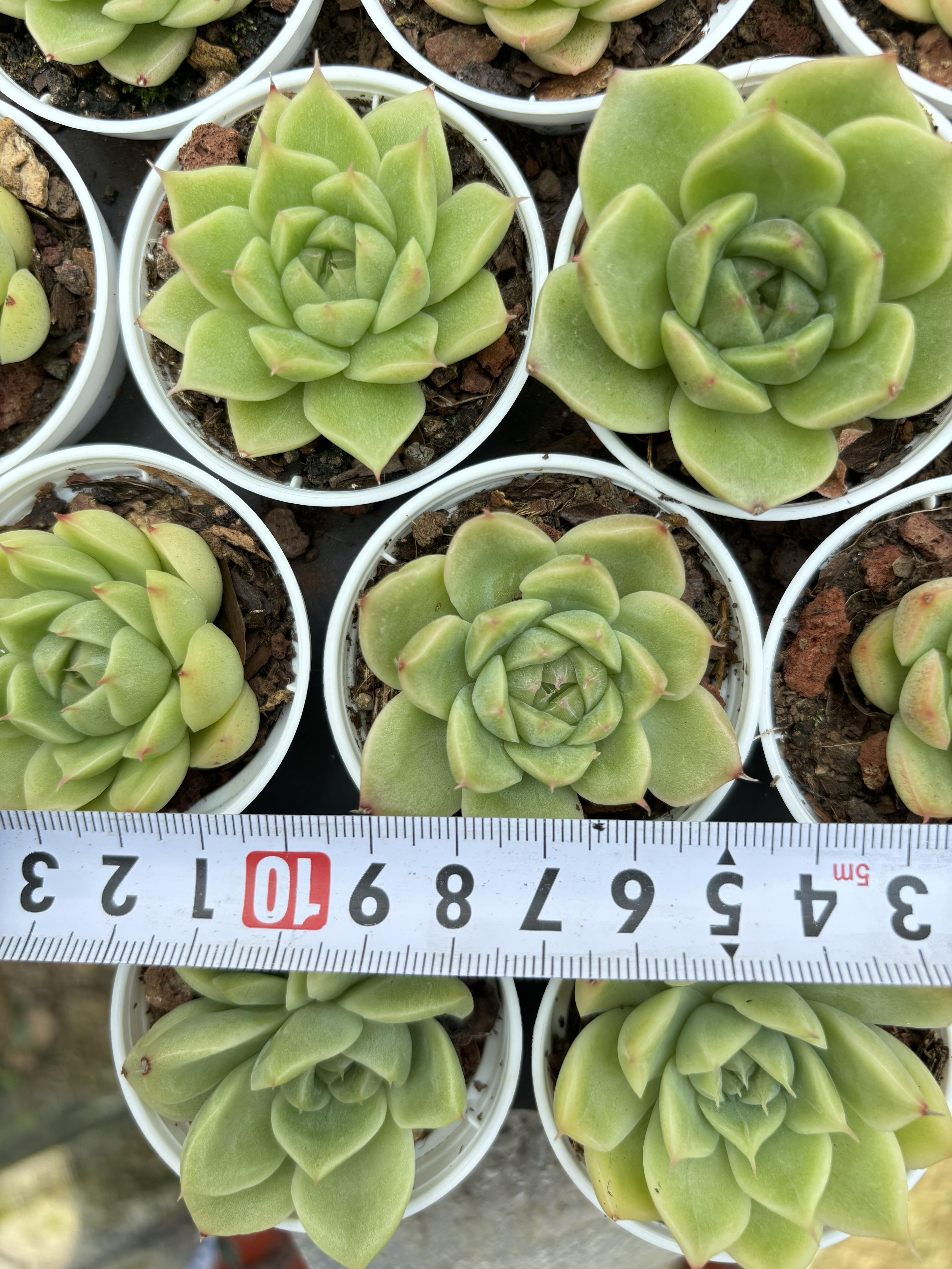 R029 エケベリア マルガン