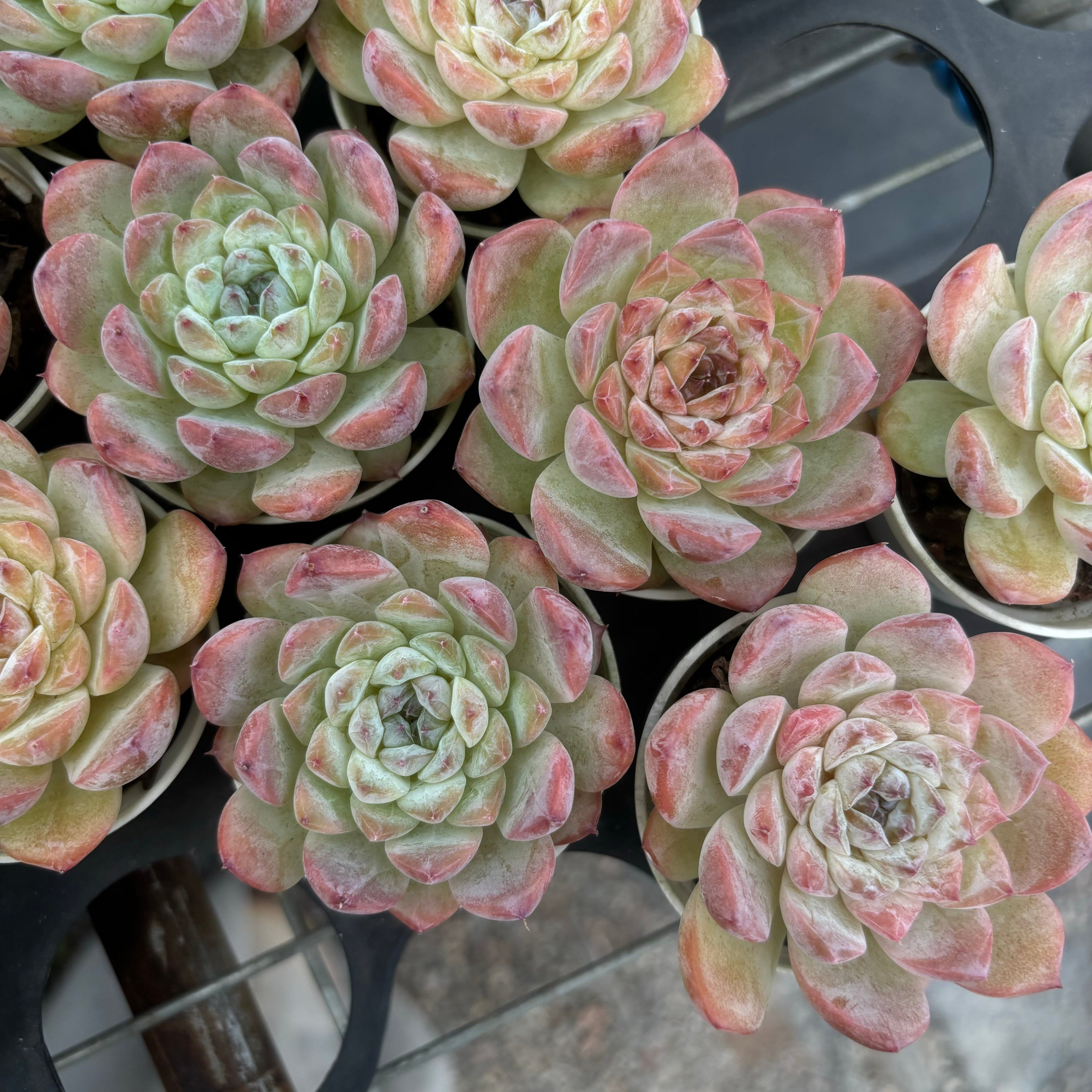 R030 エケベリア スノー・フェイス