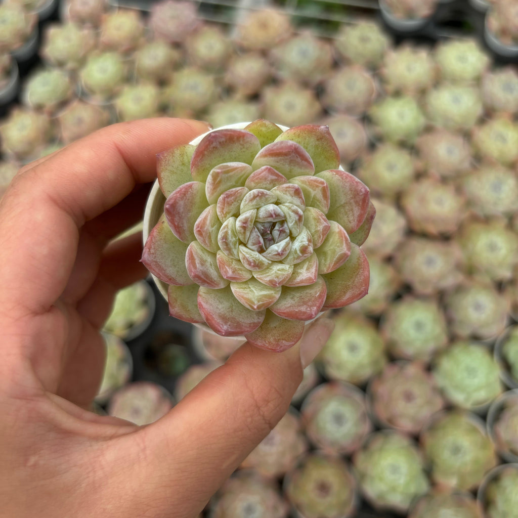 R030 エケベリア スノー・フェイス