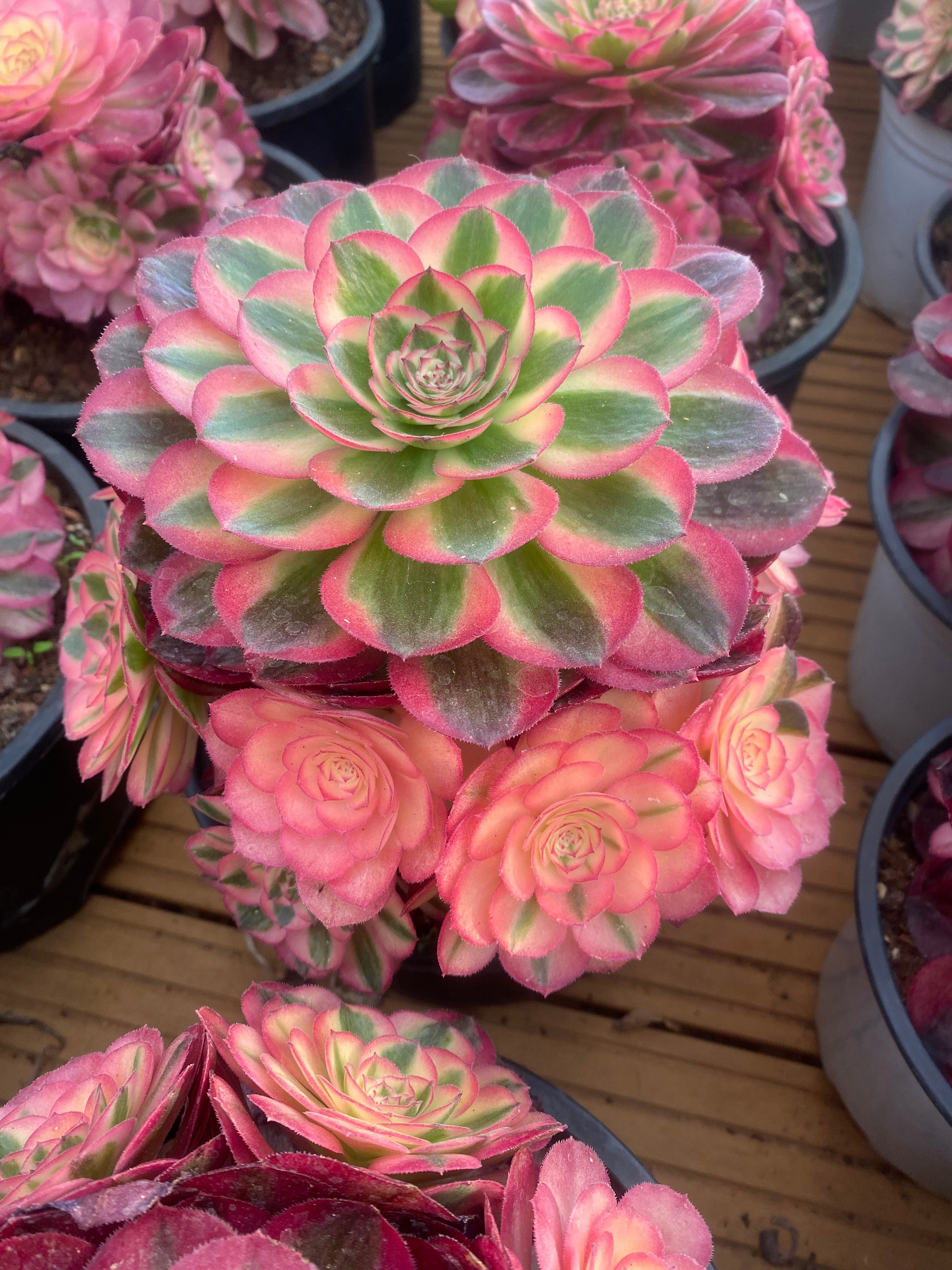 環球園芸
