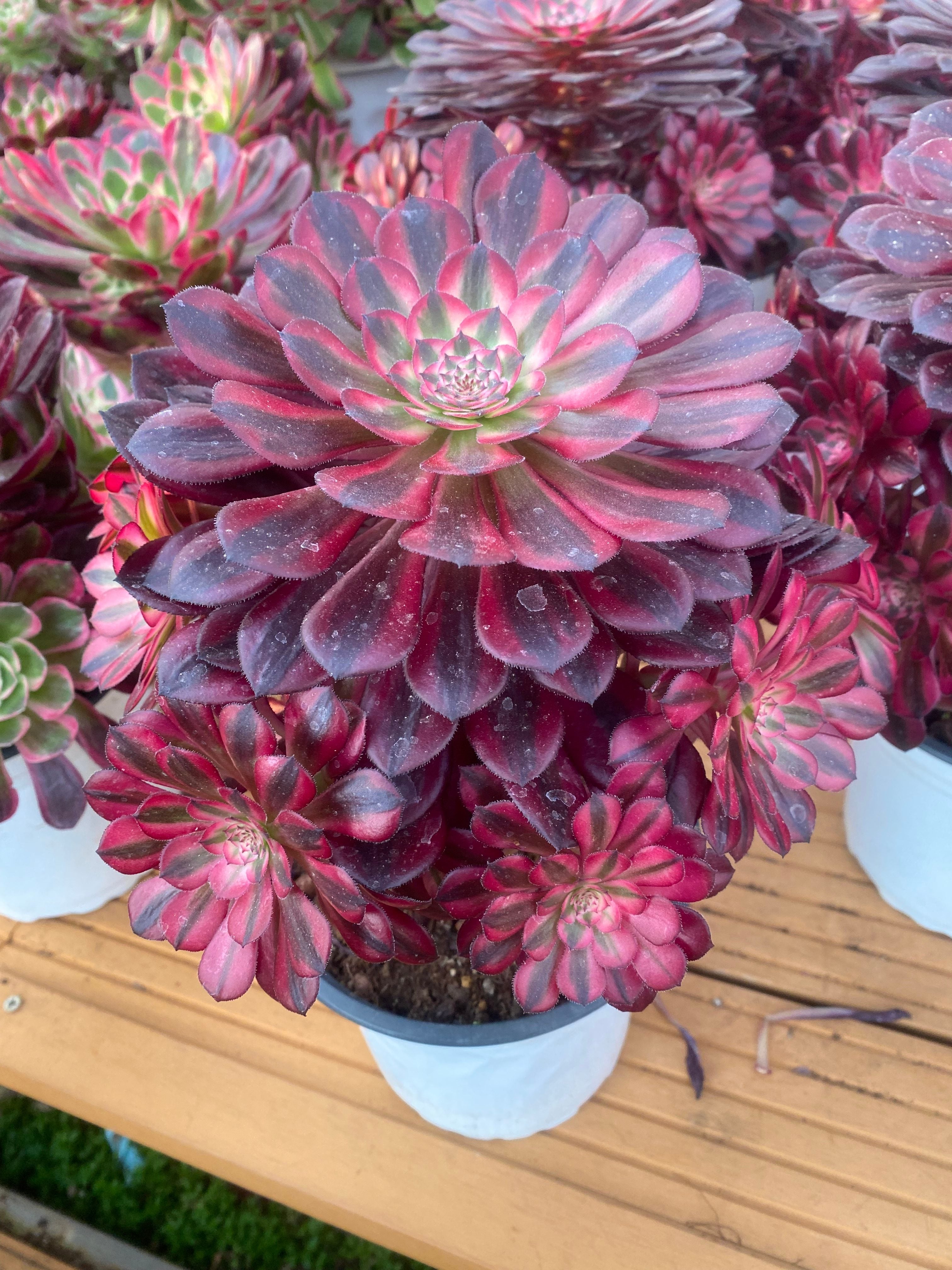 ご確認用 多肉植物 環球園芸