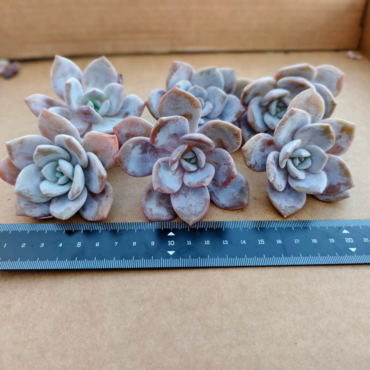 CX003 レッドティー エケベリア