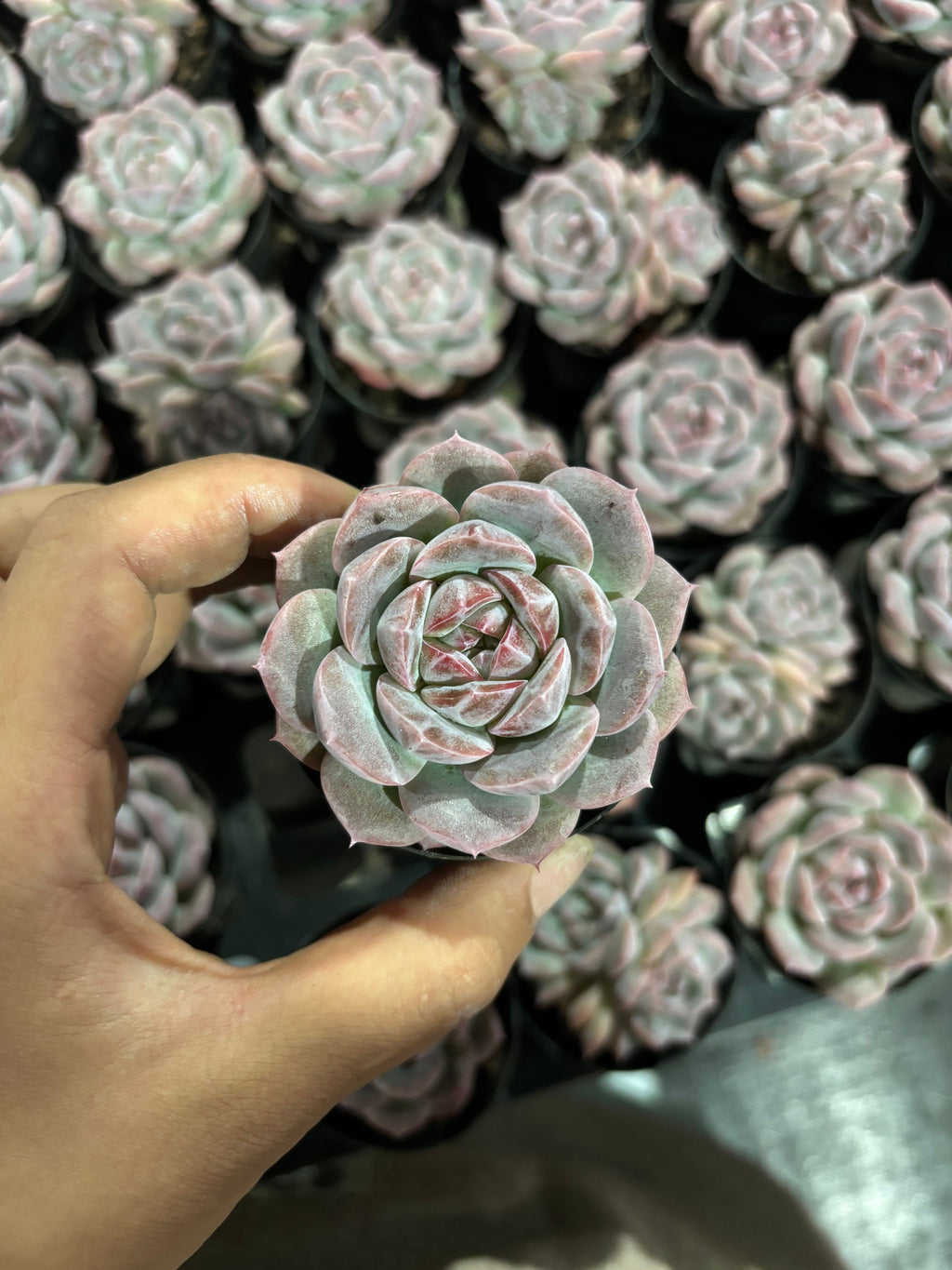 CX005 コンフィダント エケベリア