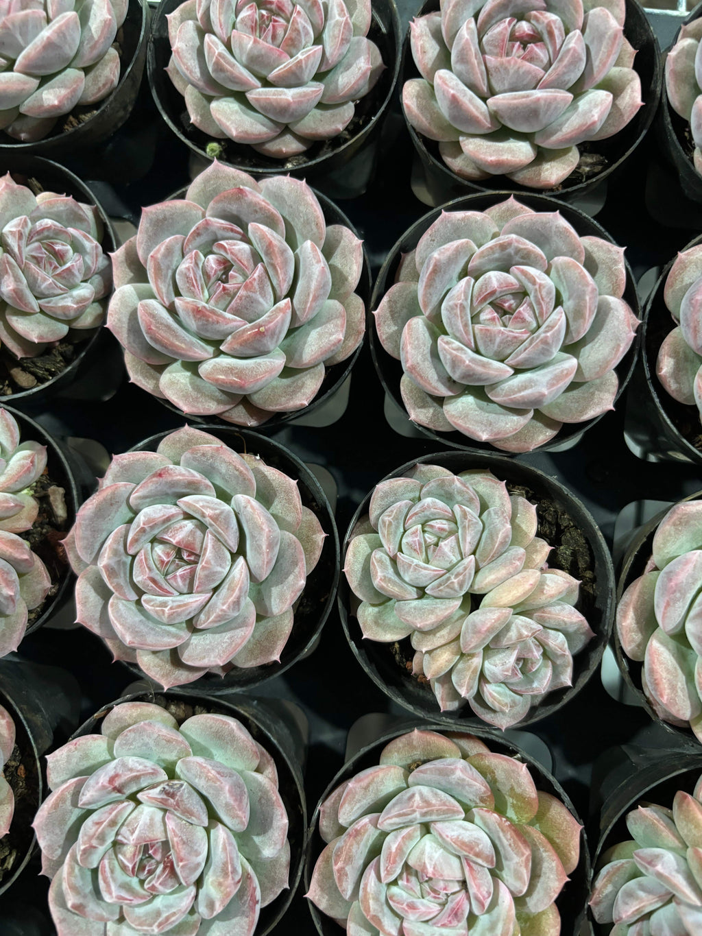 CX005 コンフィダント エケベリア