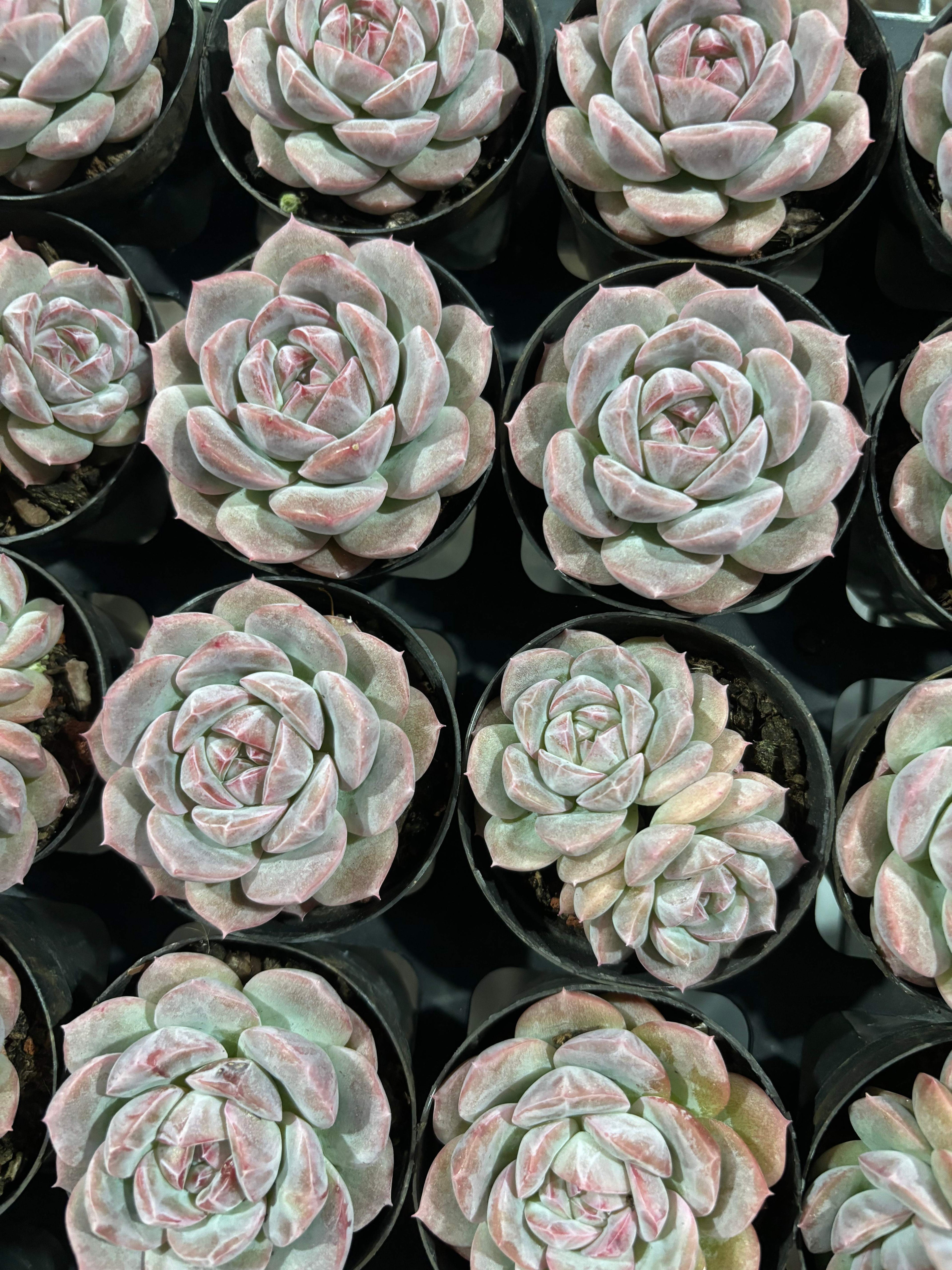 CX005 コンフィダント エケベリア