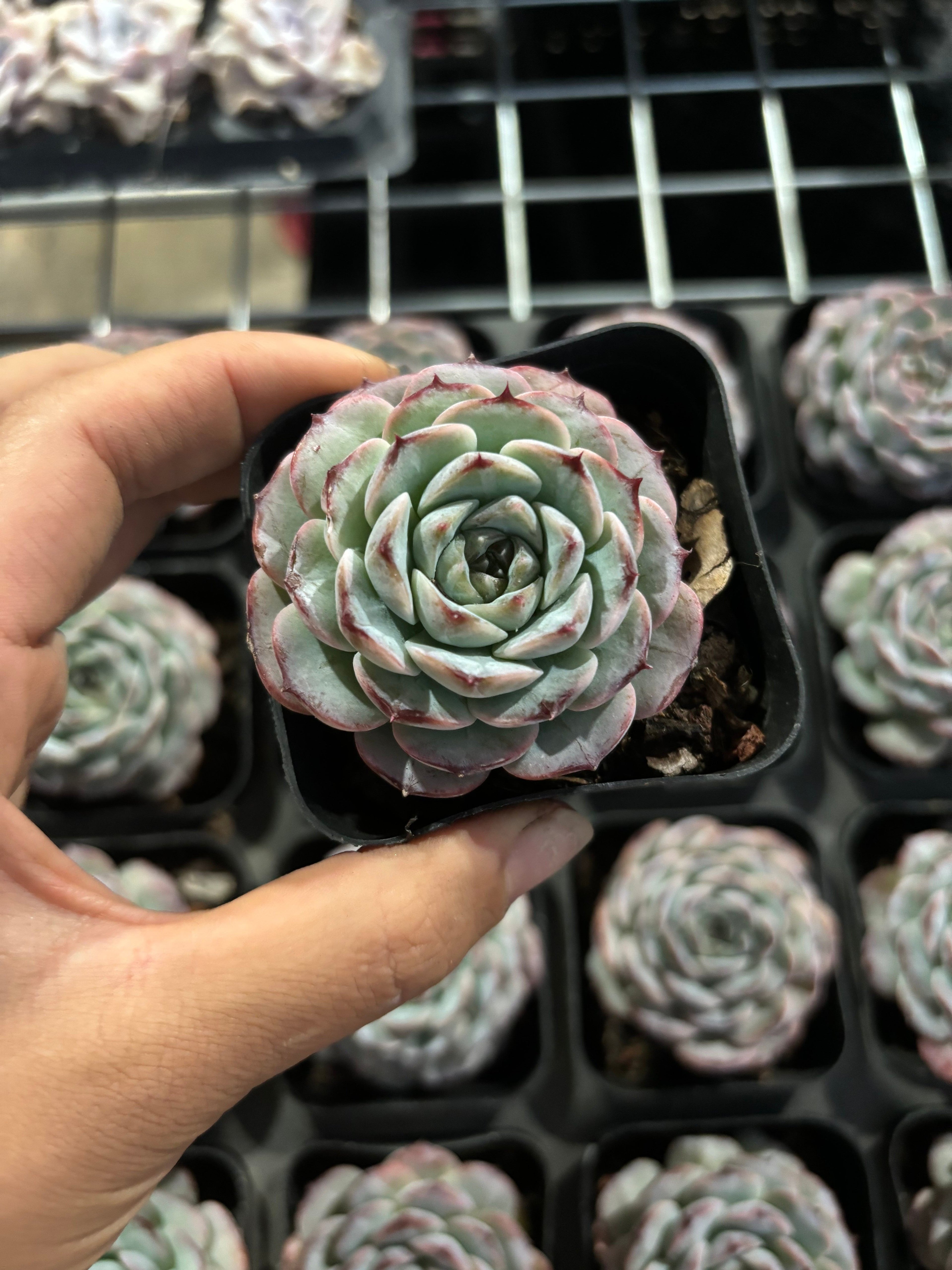 CX006 紫石榴 エケベリア