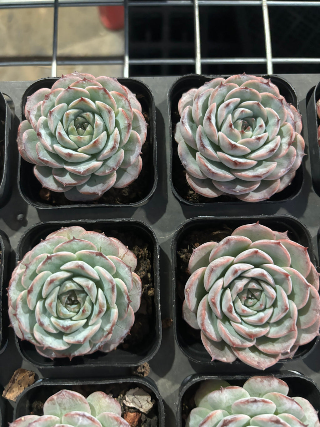 CX006 紫石榴 エケベリア