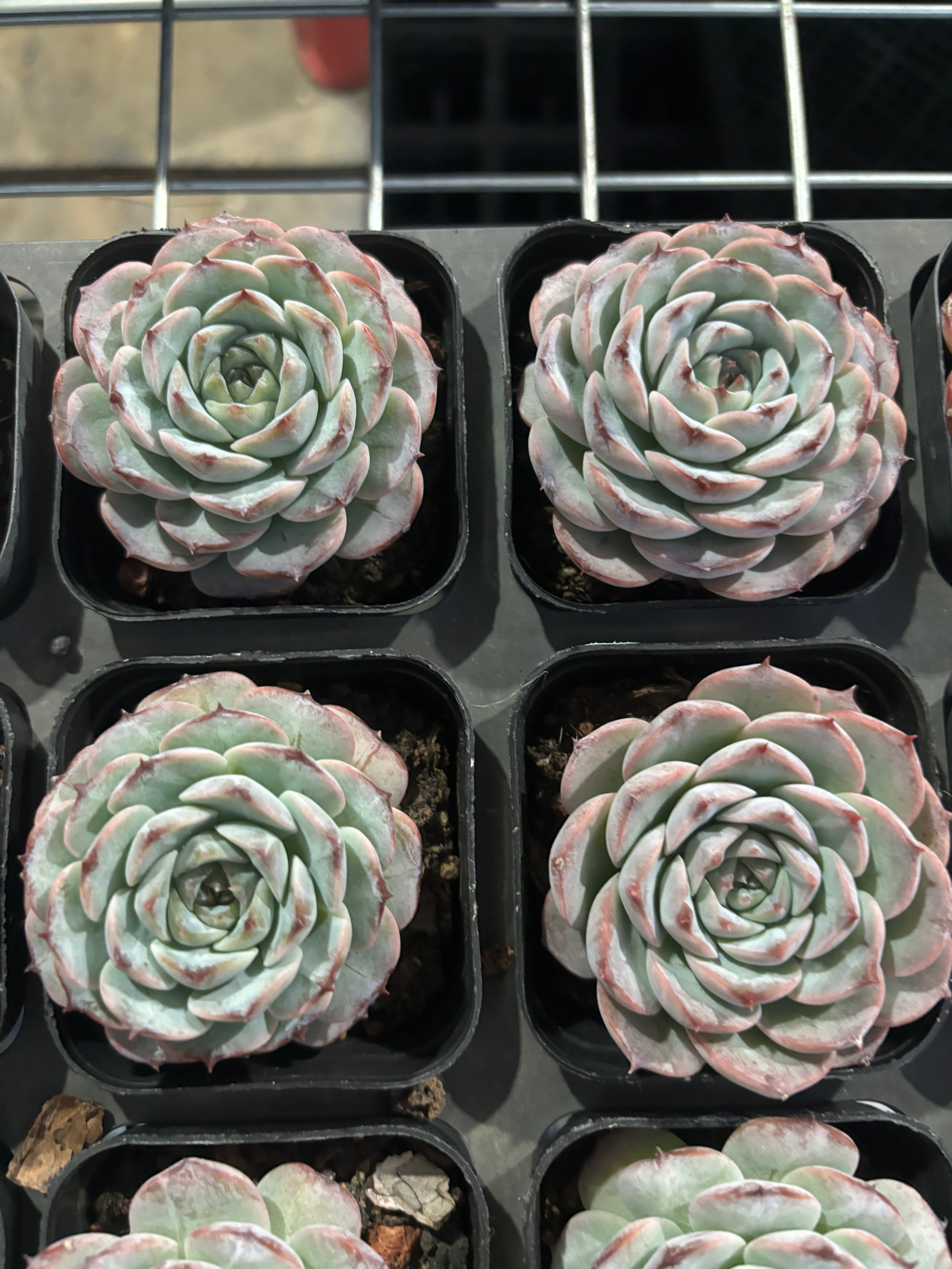 CX006 紫石榴 エケベリア