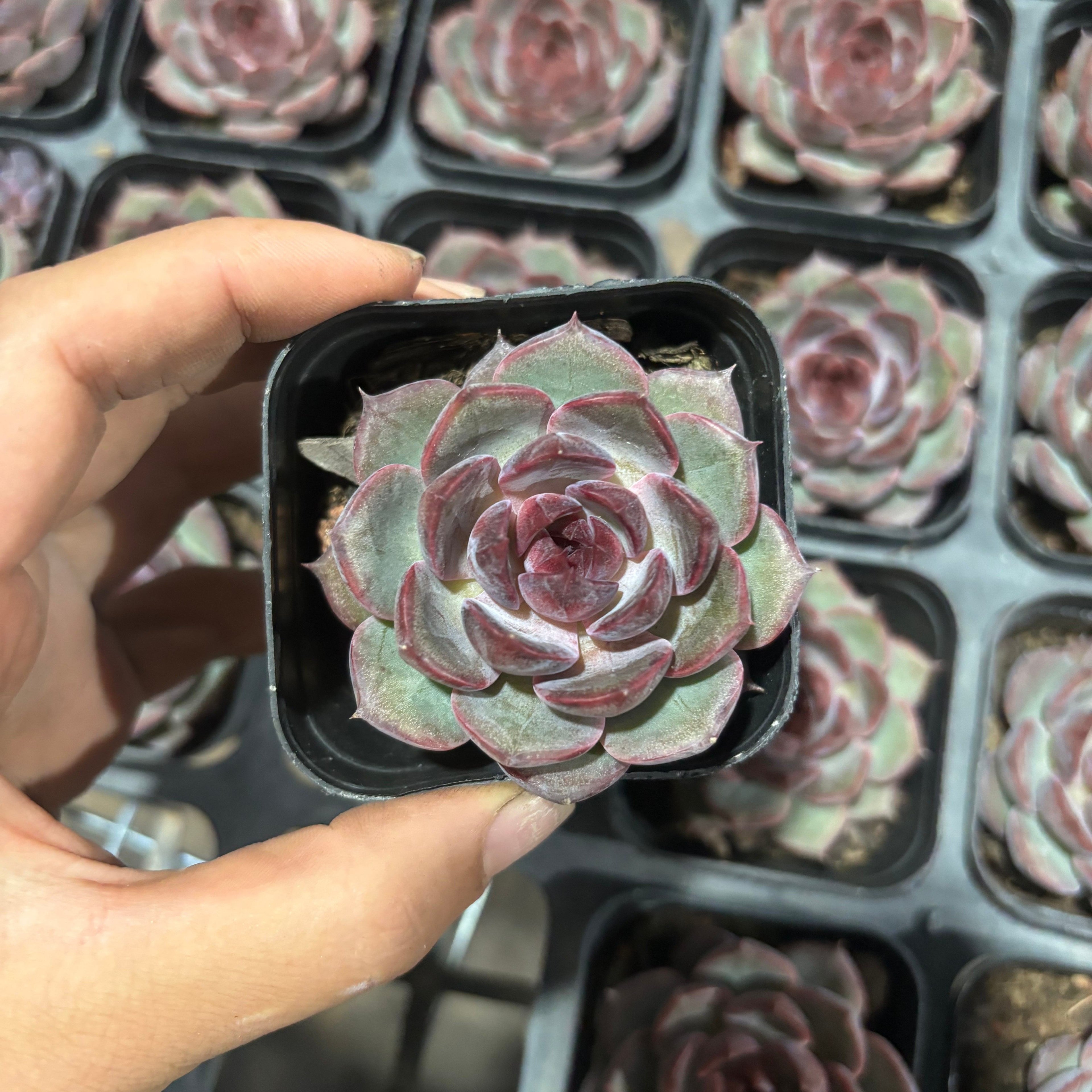 CX007 ブラックベリー エケベリア