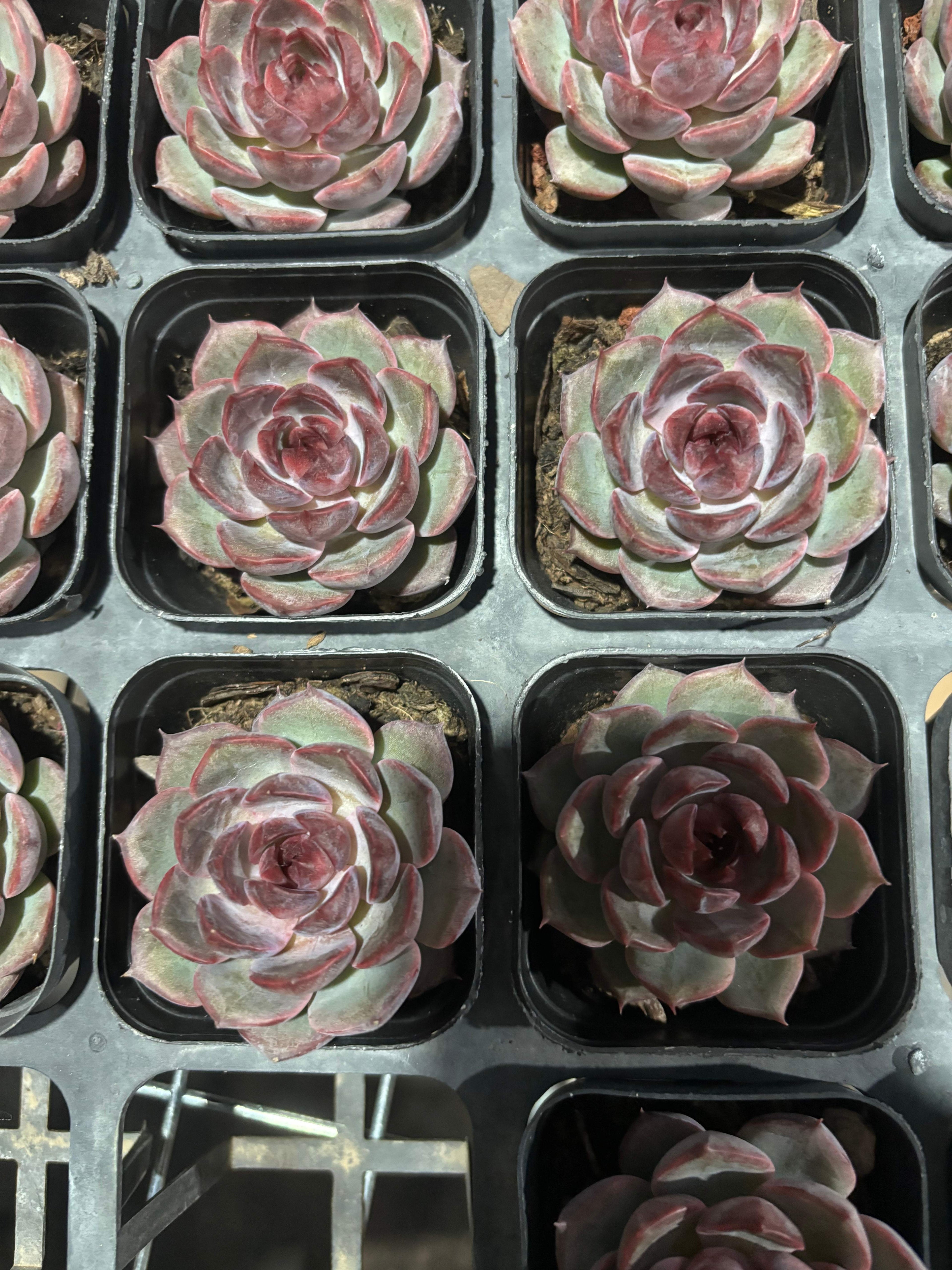 CX007 ブラックベリー エケベリア