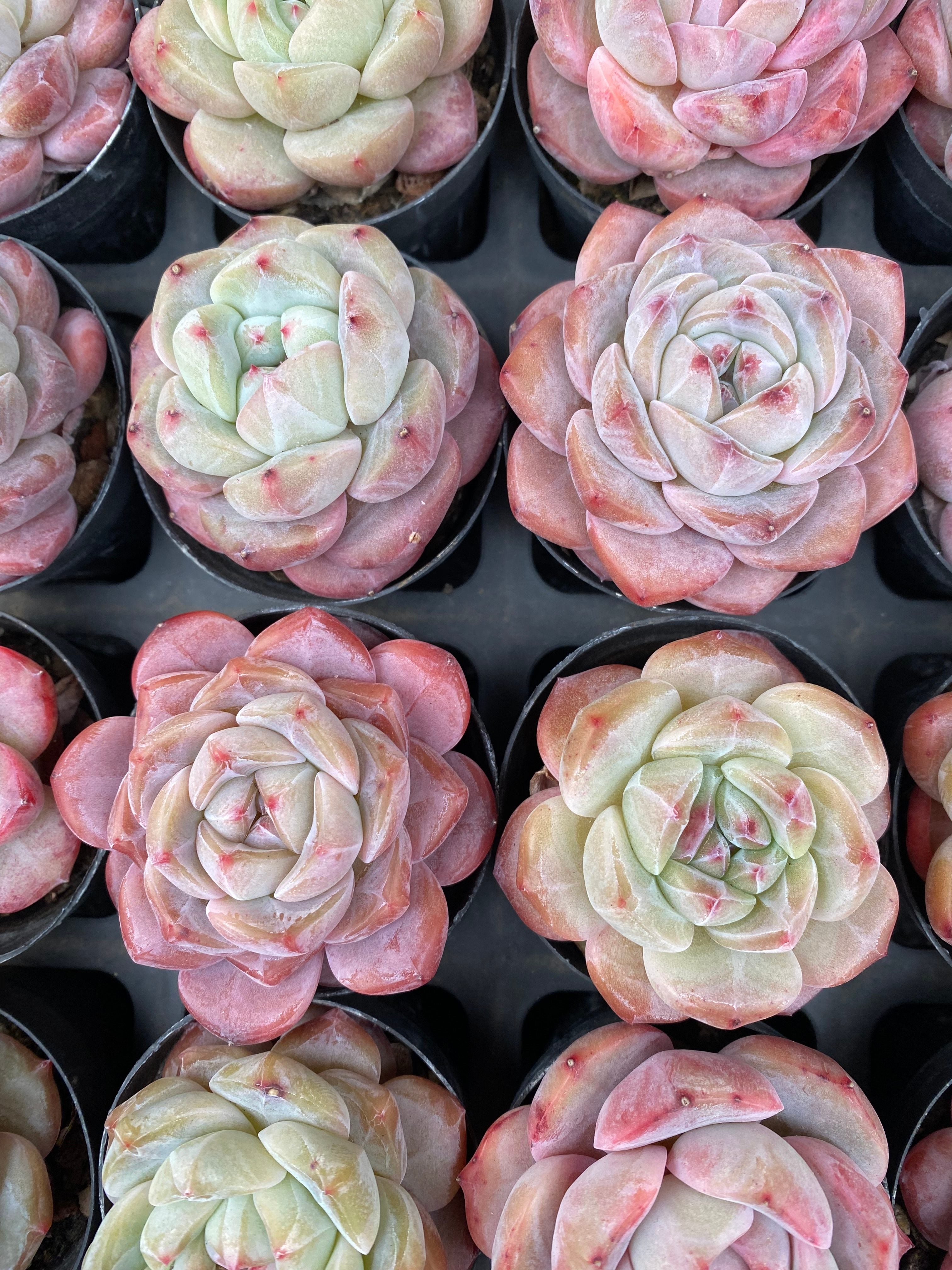 X100 エケベリア ビューティフルドリーム