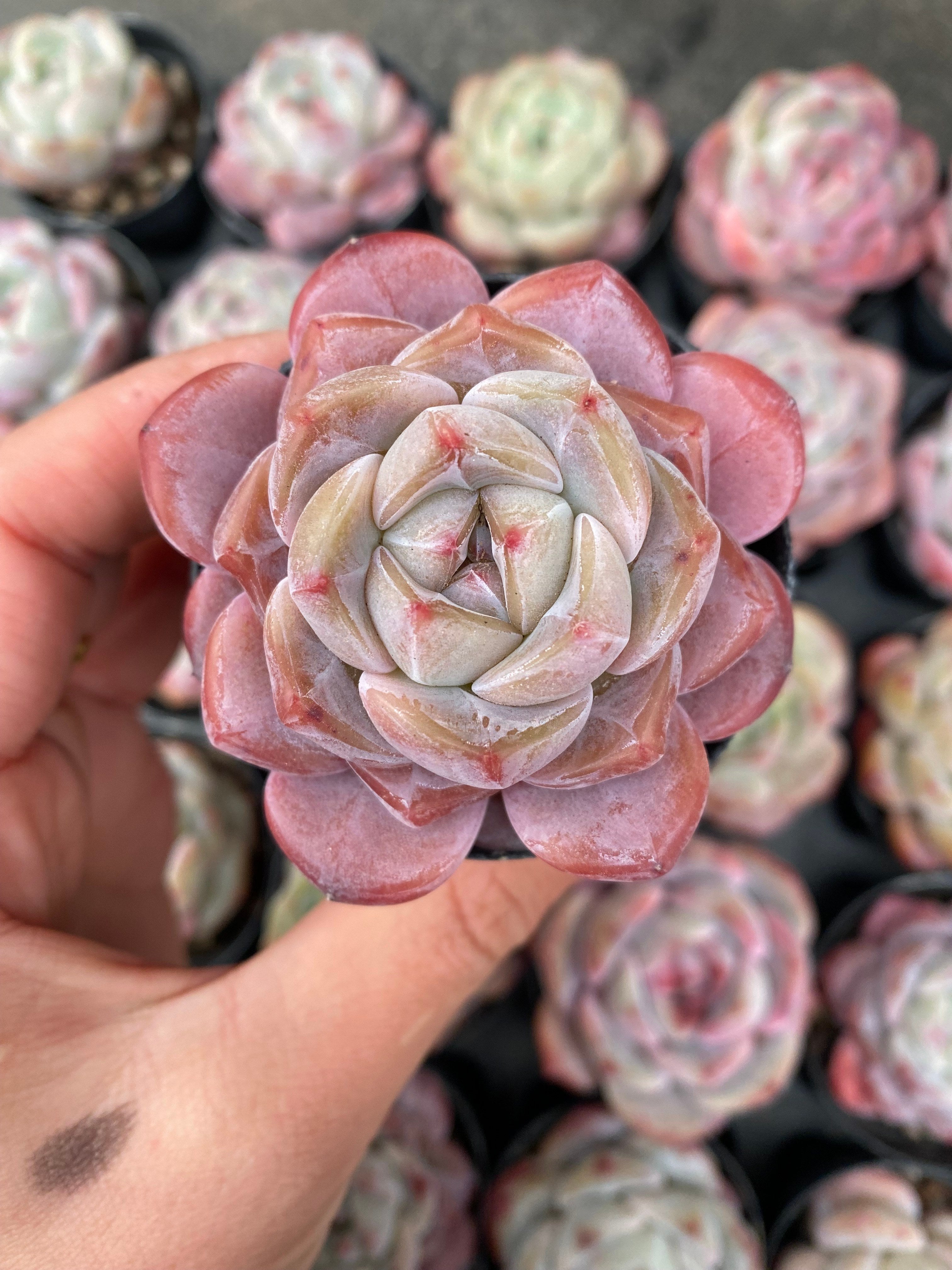 X100 エケベリア ビューティフルドリーム