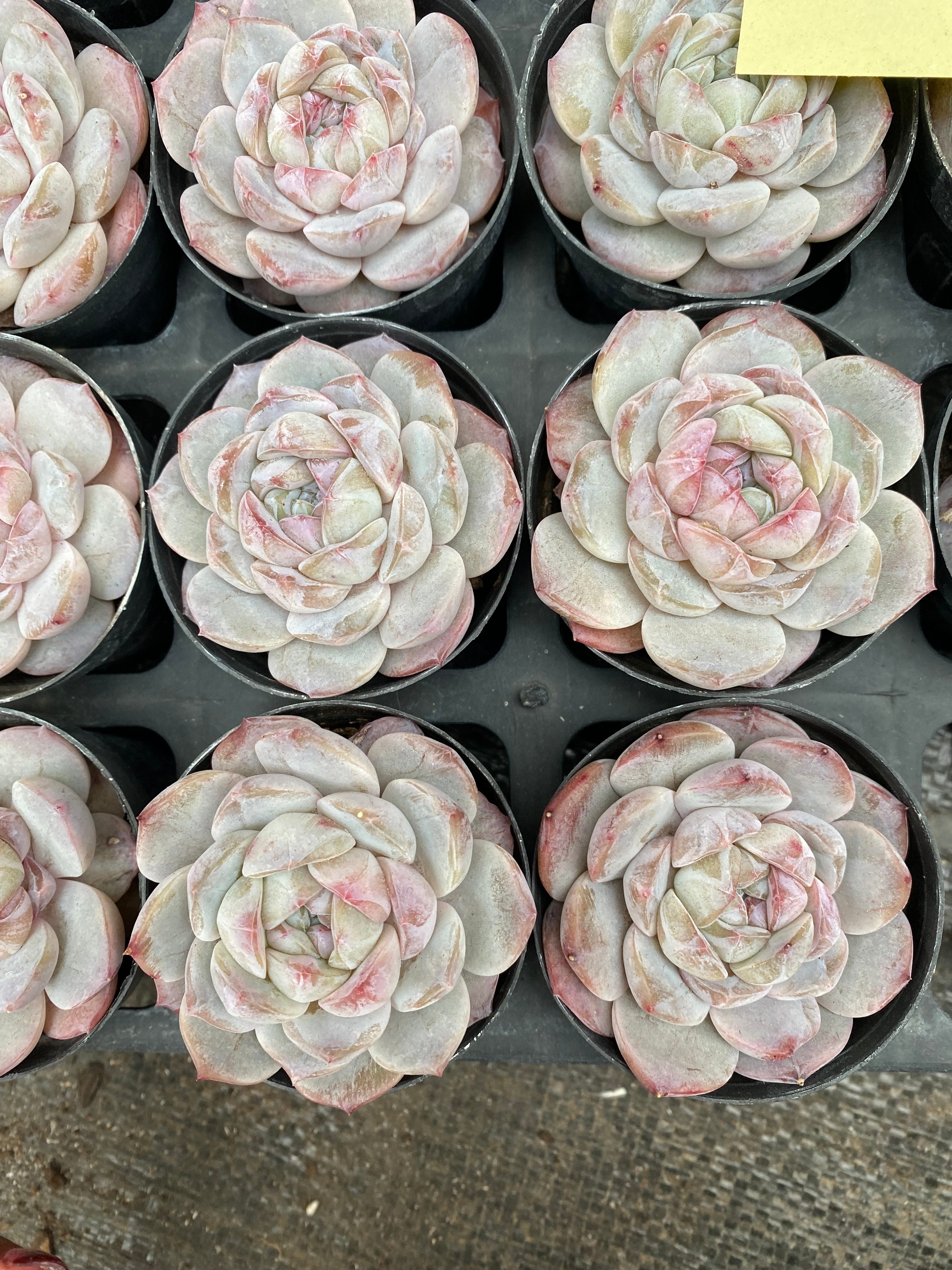 X101 エケベリア 雪玉