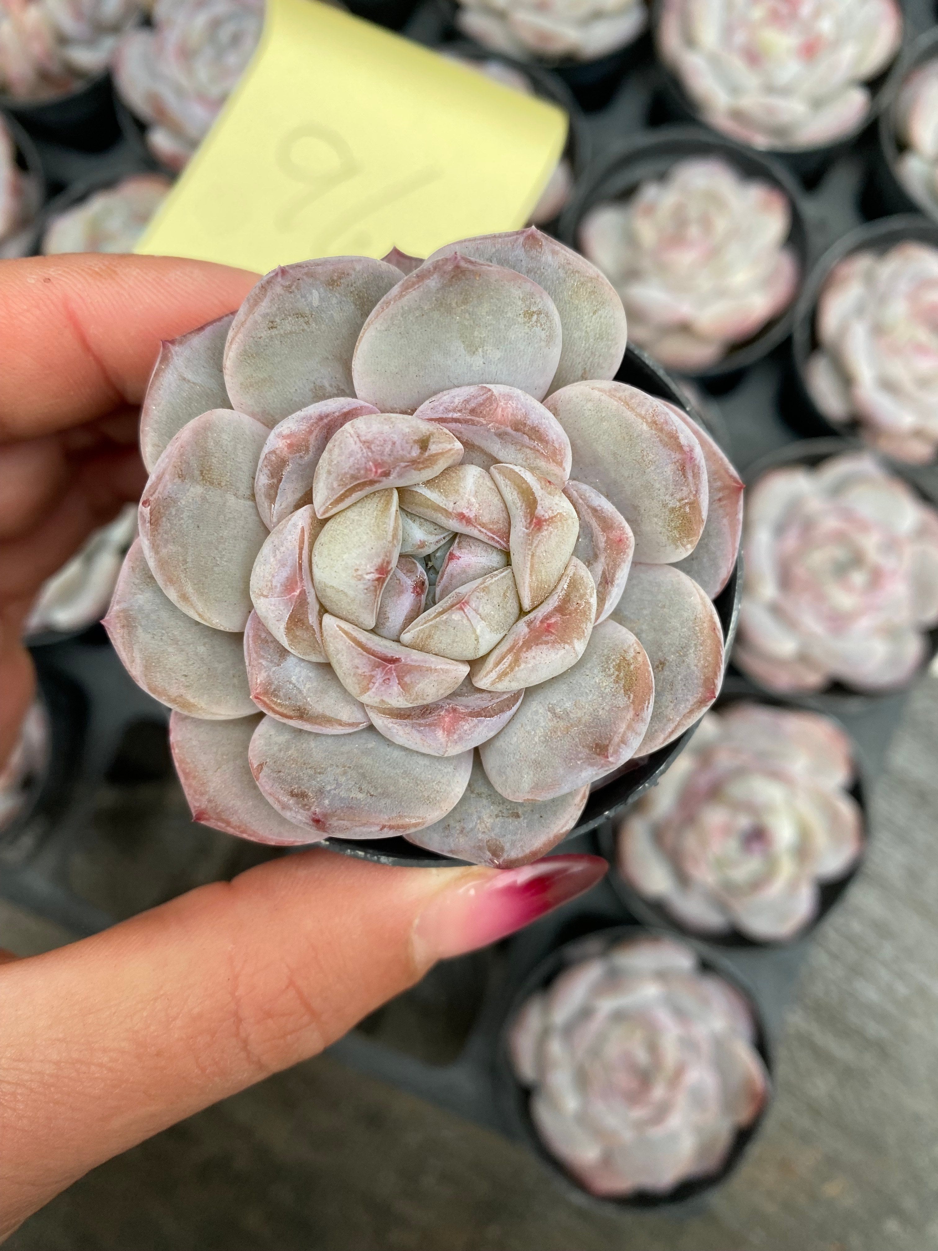 X101 エケベリア 雪玉