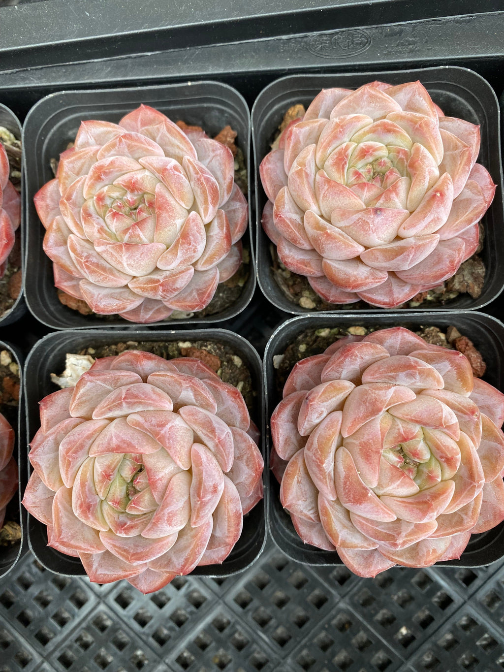 X102 エケベリア  プラウドサン