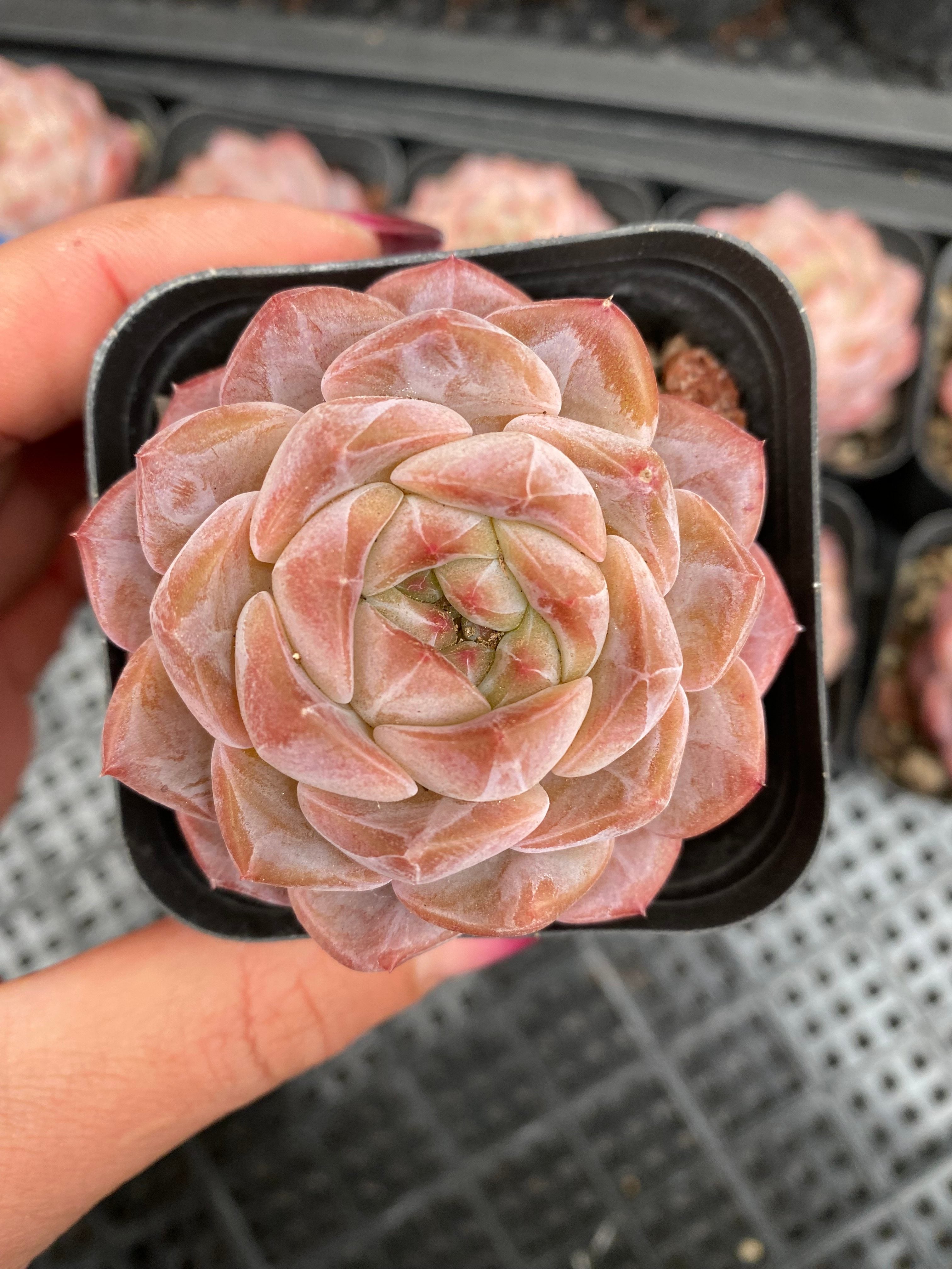 X102 エケベリア  プラウドサン