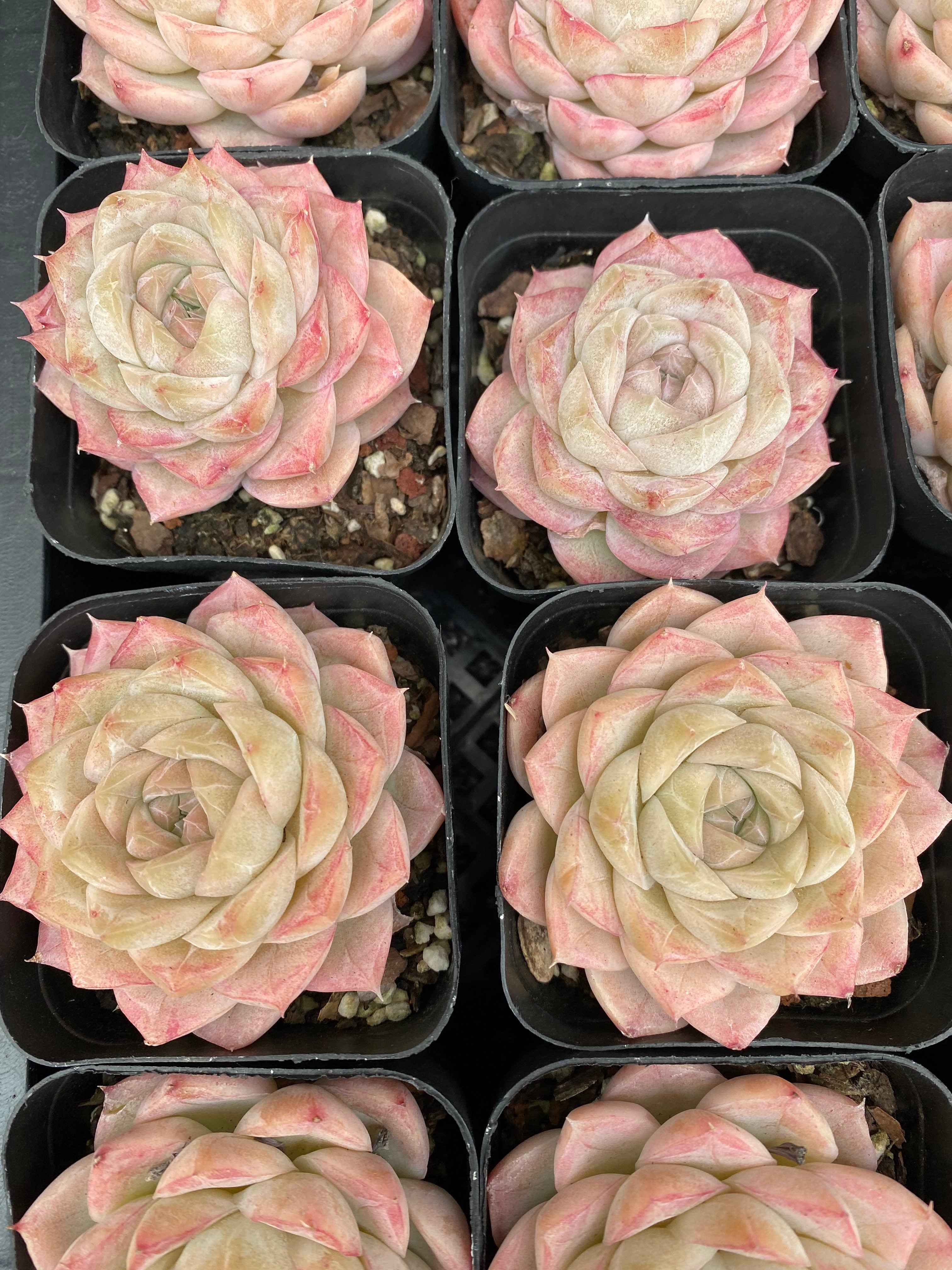 X103 エケベリア ホワイトクイーン