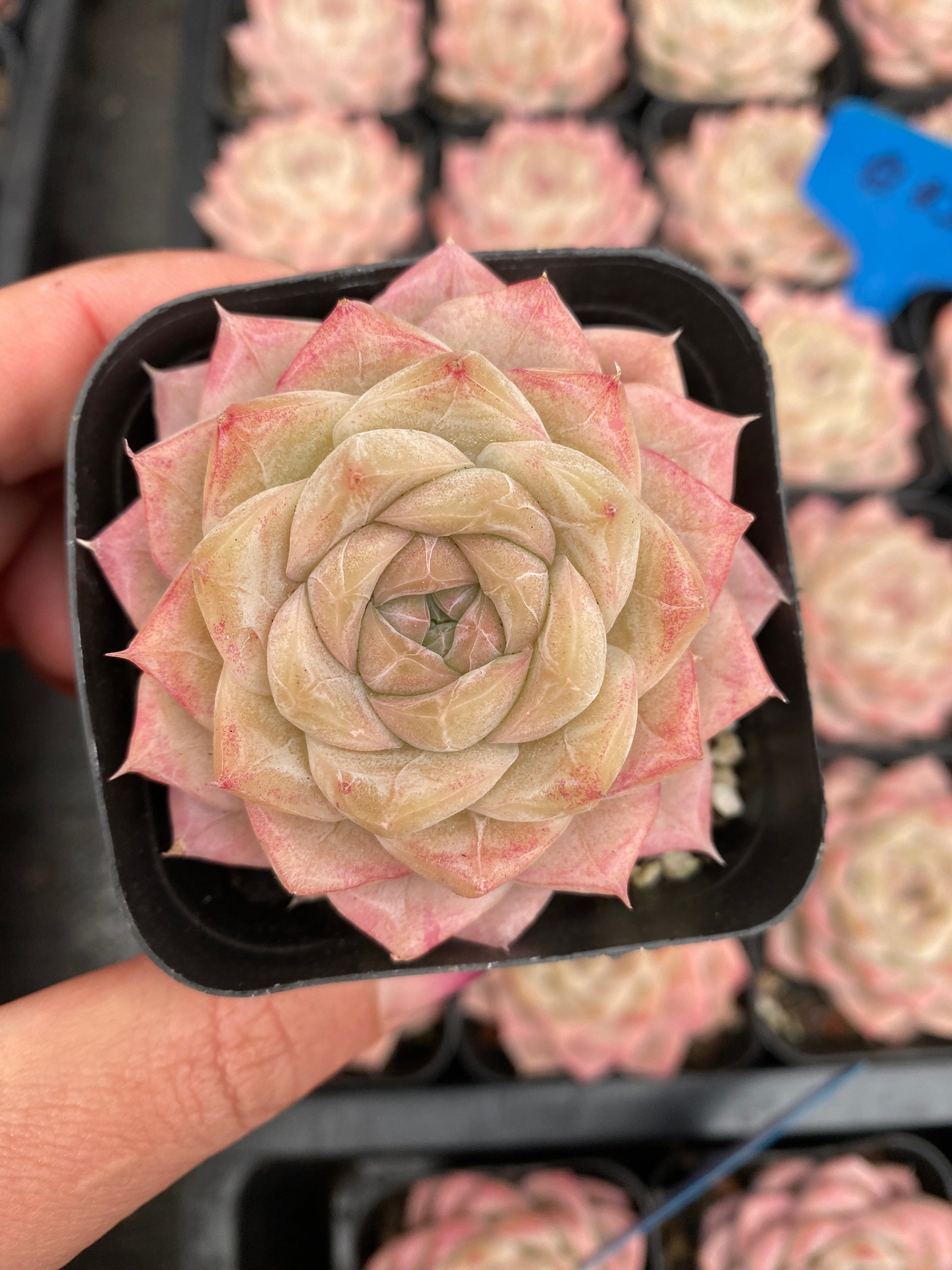 X103 エケベリア ホワイトクイーン