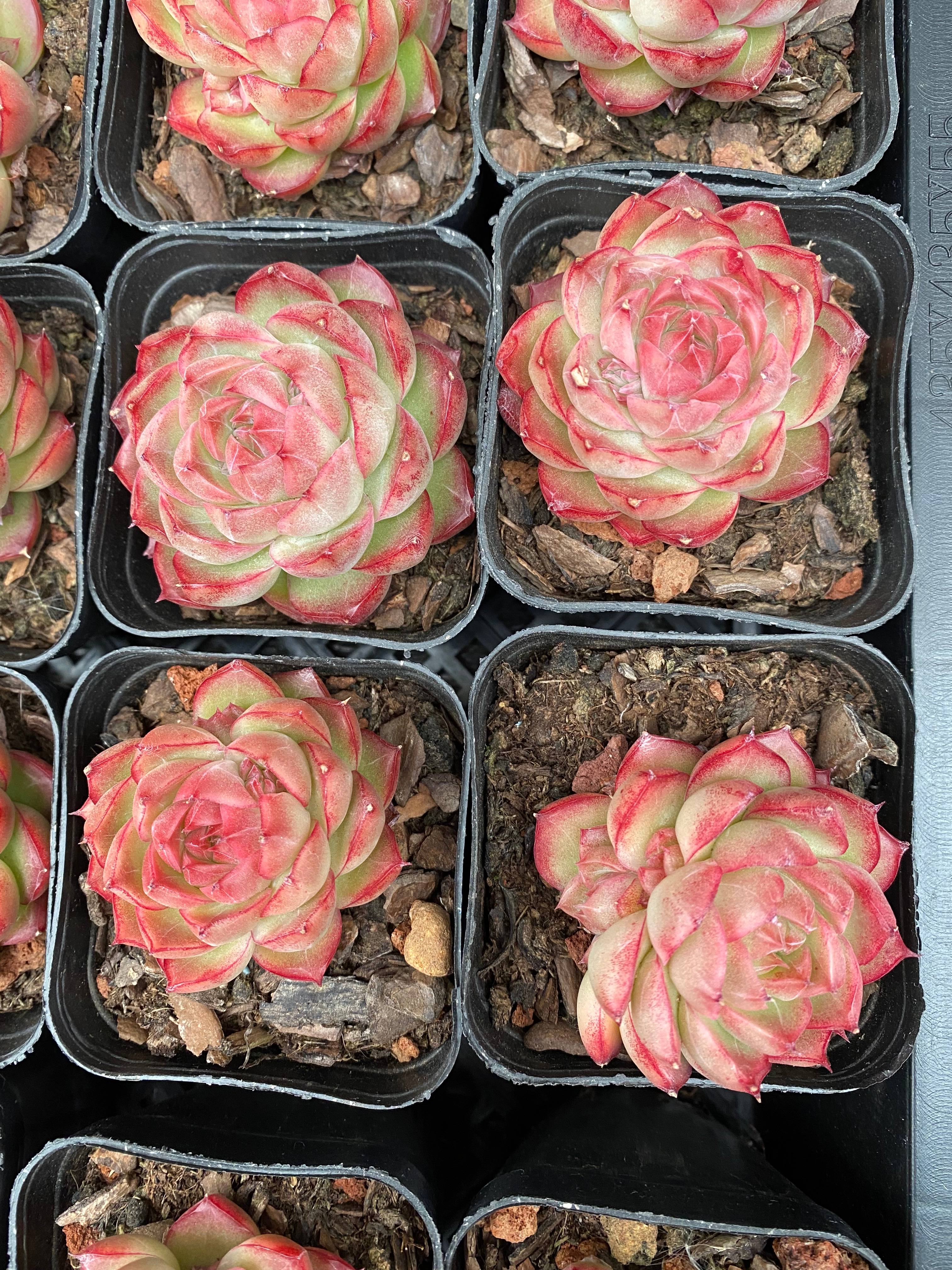 X104 エケベリア チェリーブロッサム