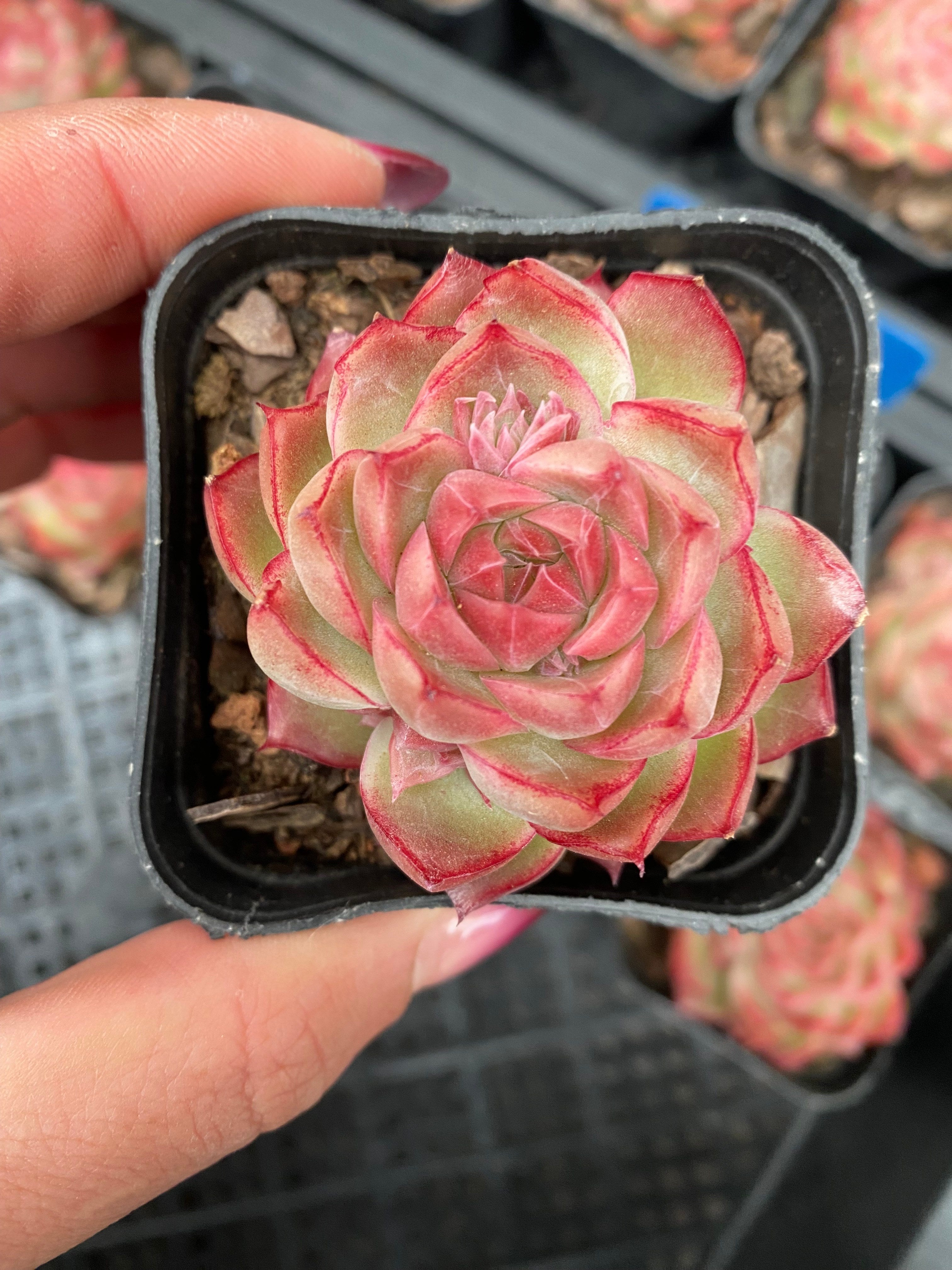 X104 エケベリア チェリーブロッサム