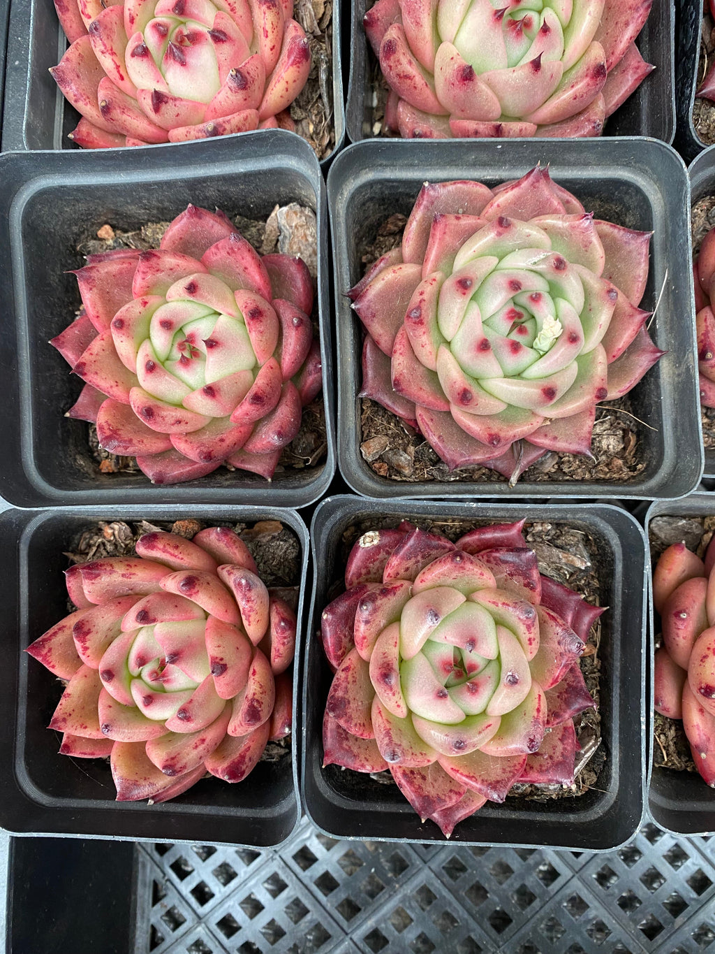 X105 エケベリア レッドドラゴン