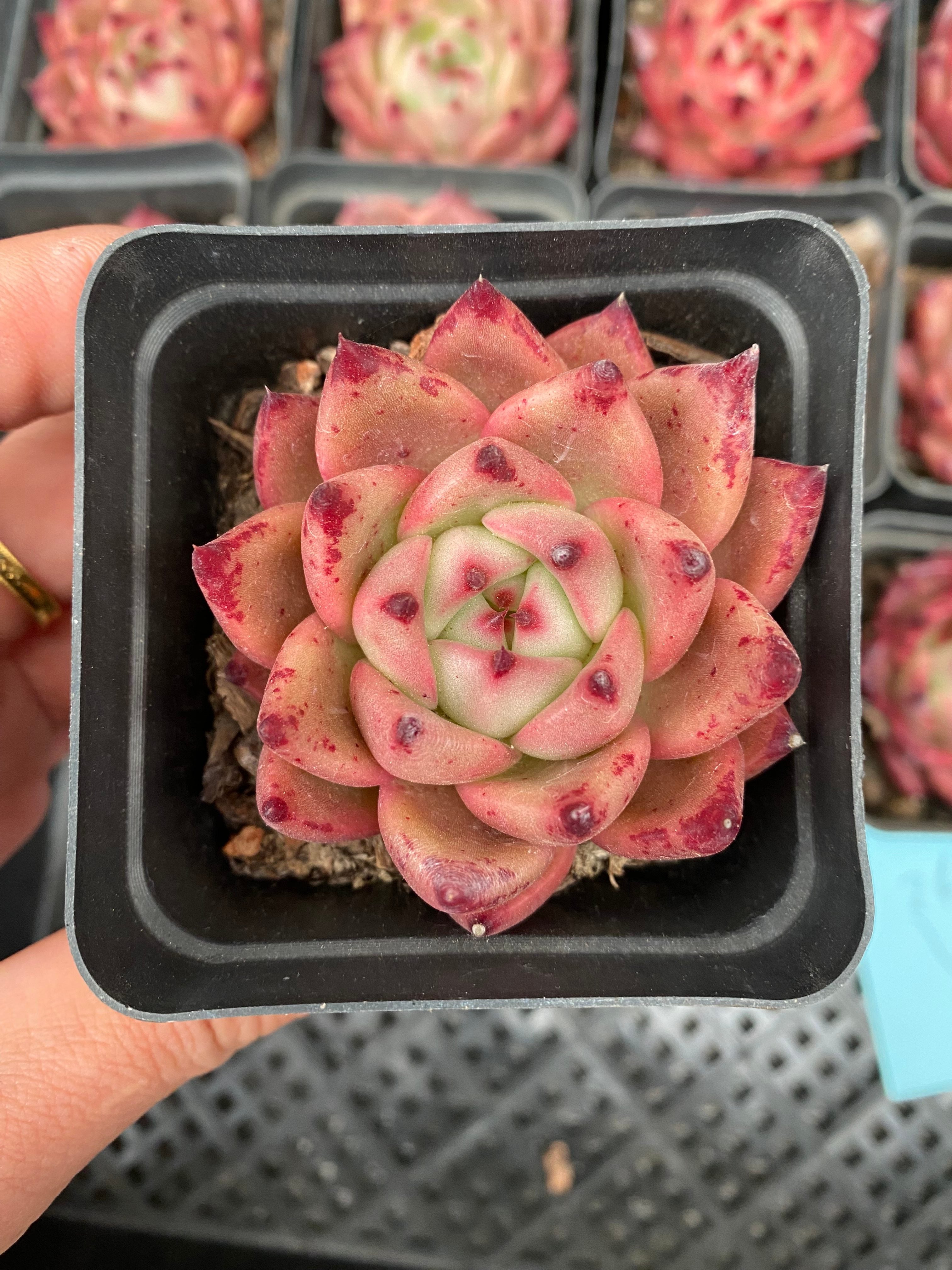 X105 エケベリア レッドドラゴン