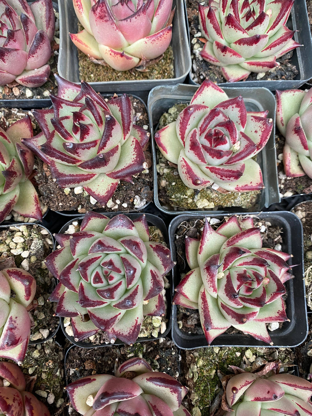 CA025 Star Mark Echeveria