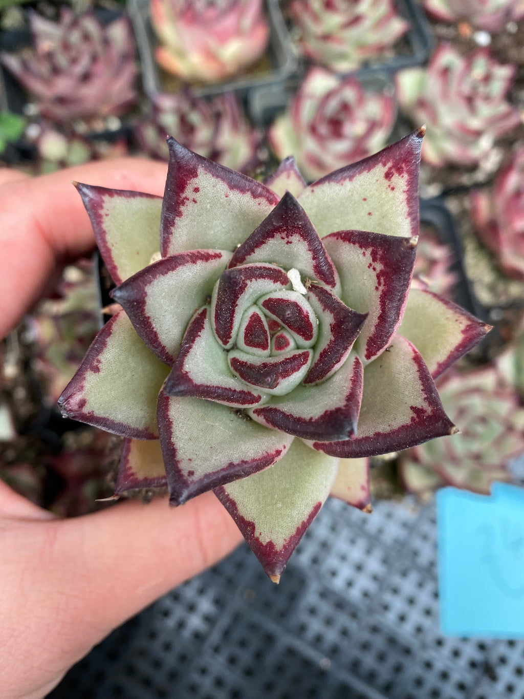 CA025 Star Mark Echeveria