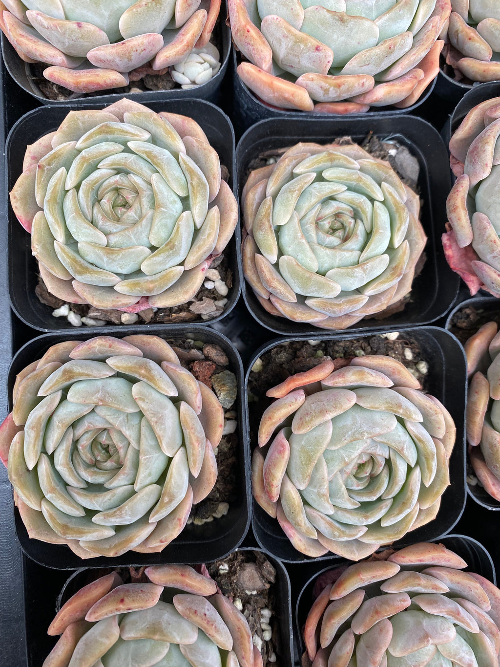 X107 エケベリア  熔晶