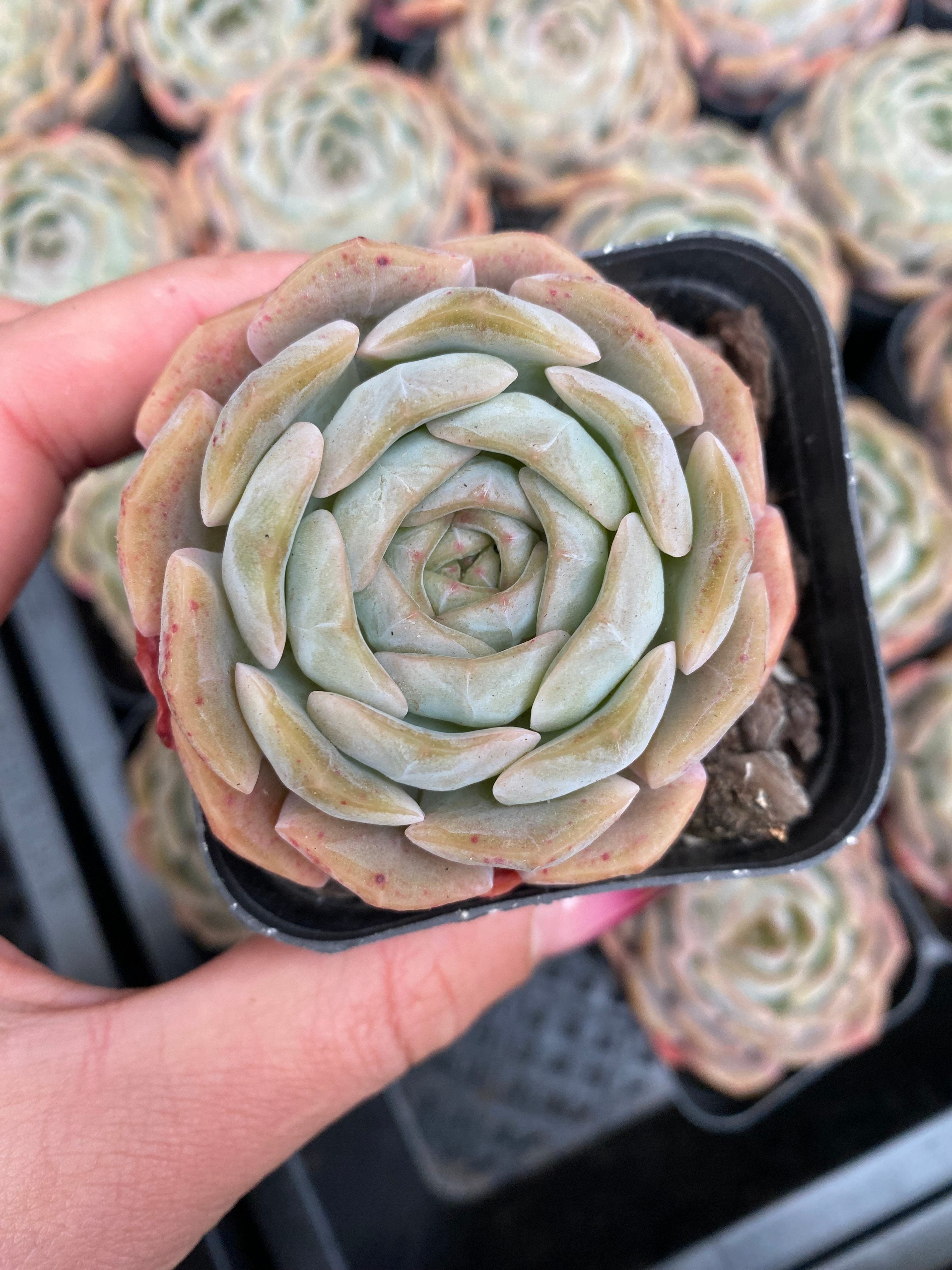 X107 エケベリア  熔晶