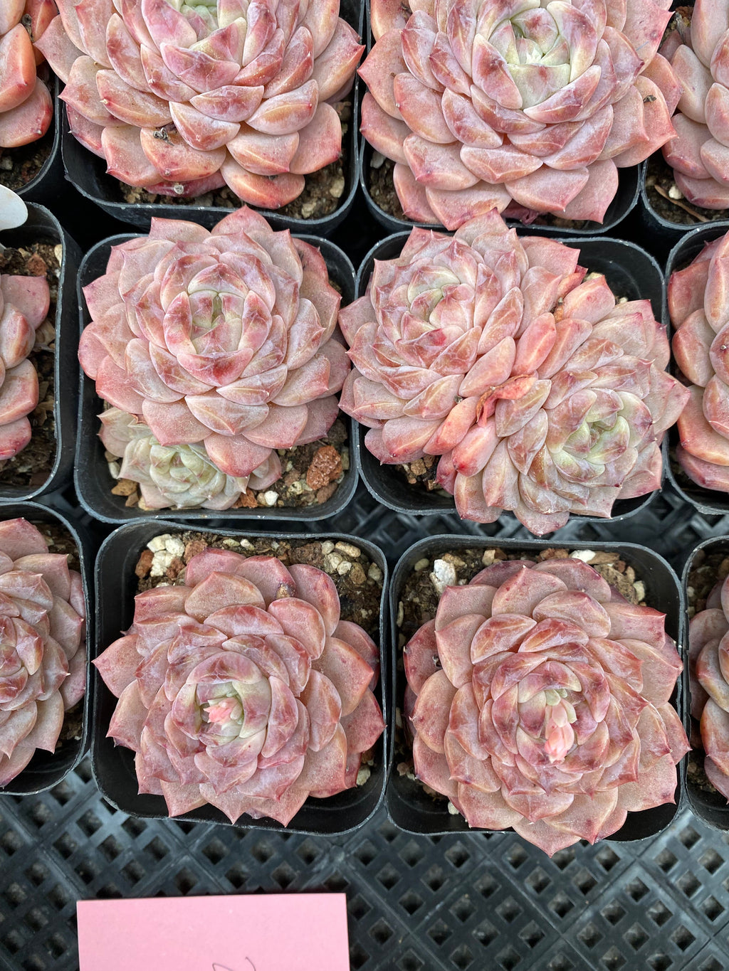 X108 エケベリア  ピンクレディ ・ワイド