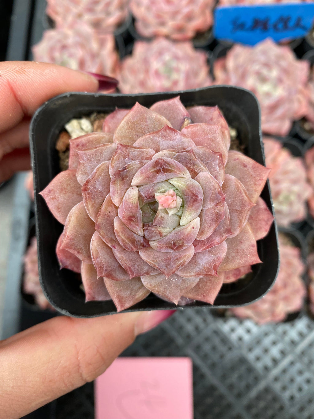 X108 エケベリア  ピンクレディ ・ワイド