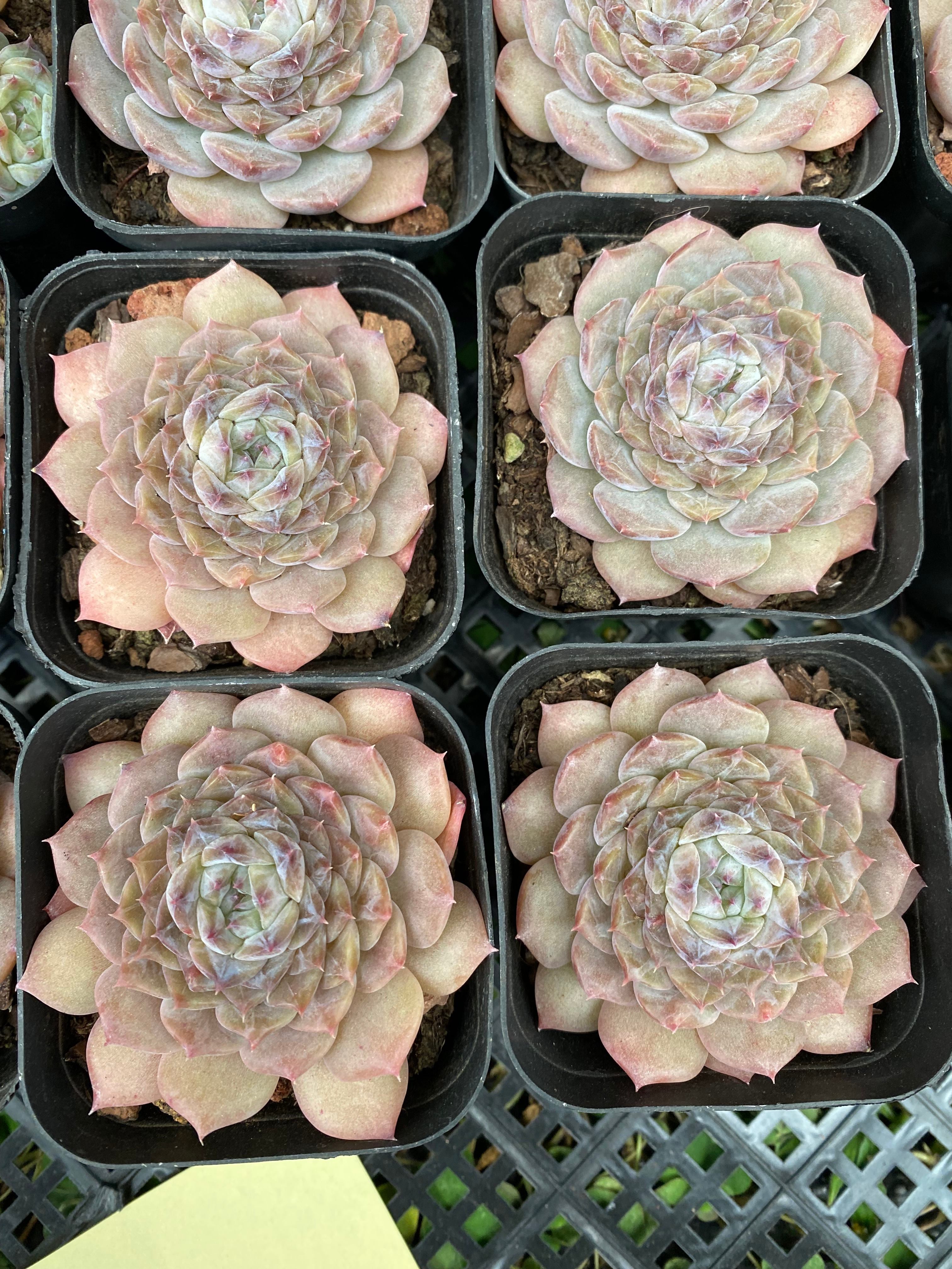 X109 エケベリア  ポセイドン