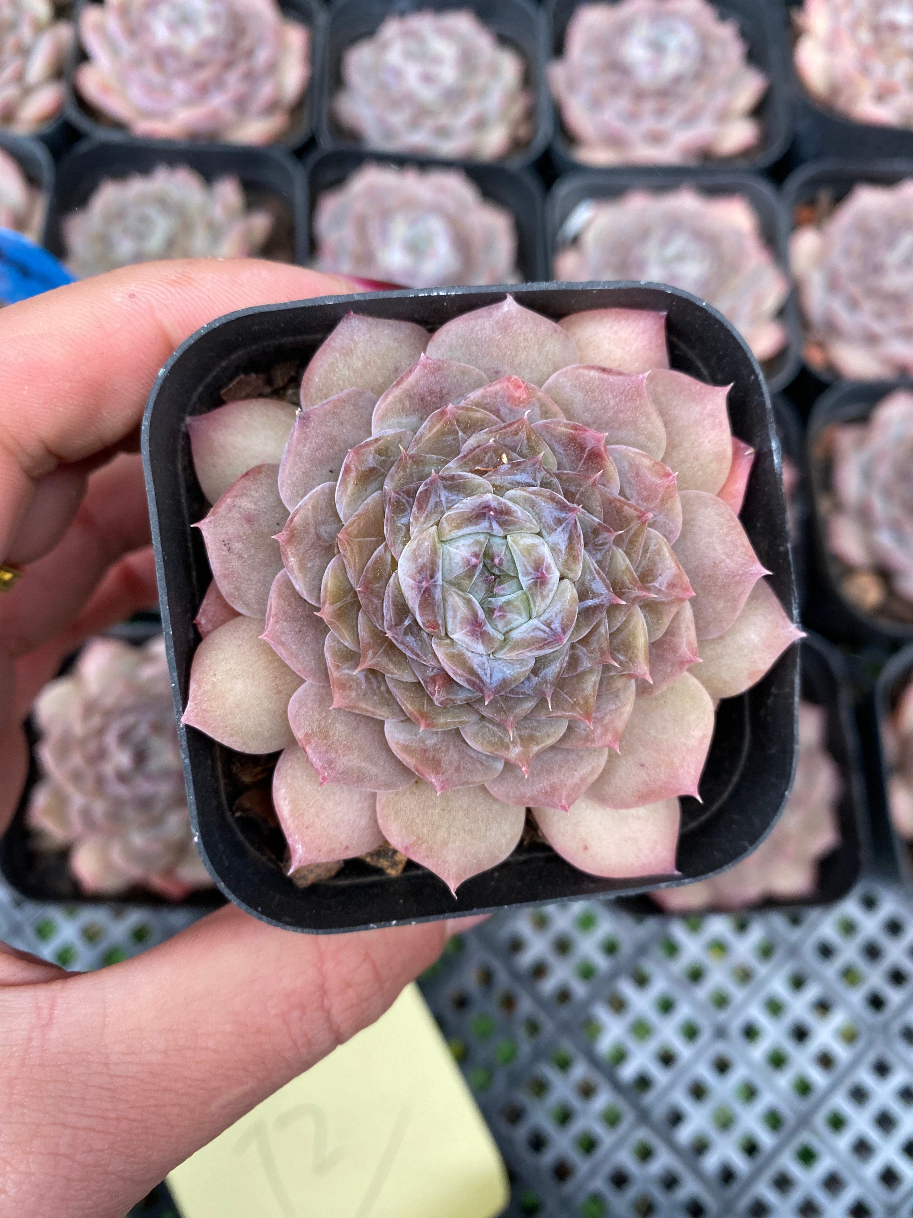 X109 エケベリア  ポセイドン