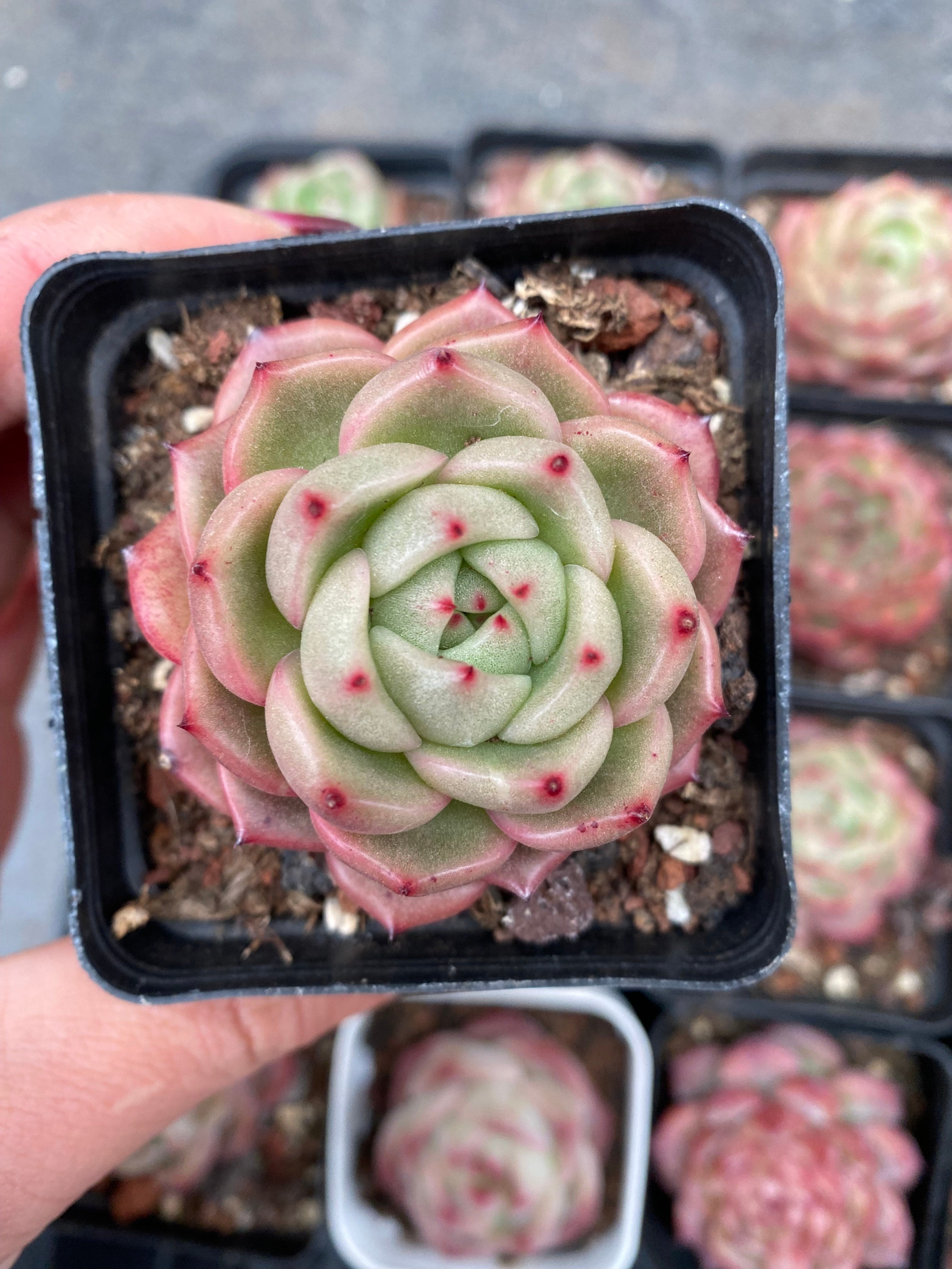 X110 エケベリア  ハニーピンク