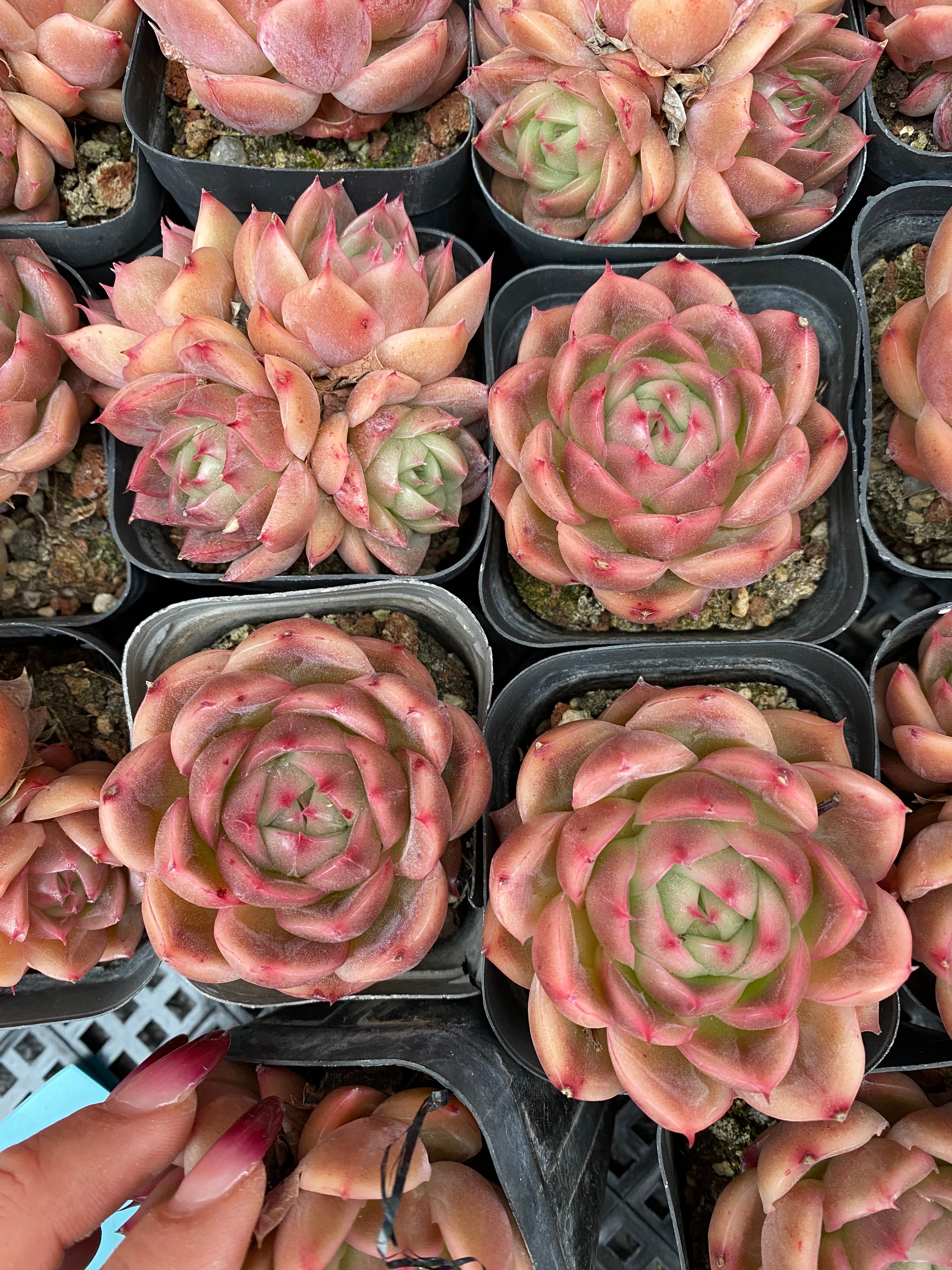 X111 エケベリア レッドエクスカイジット