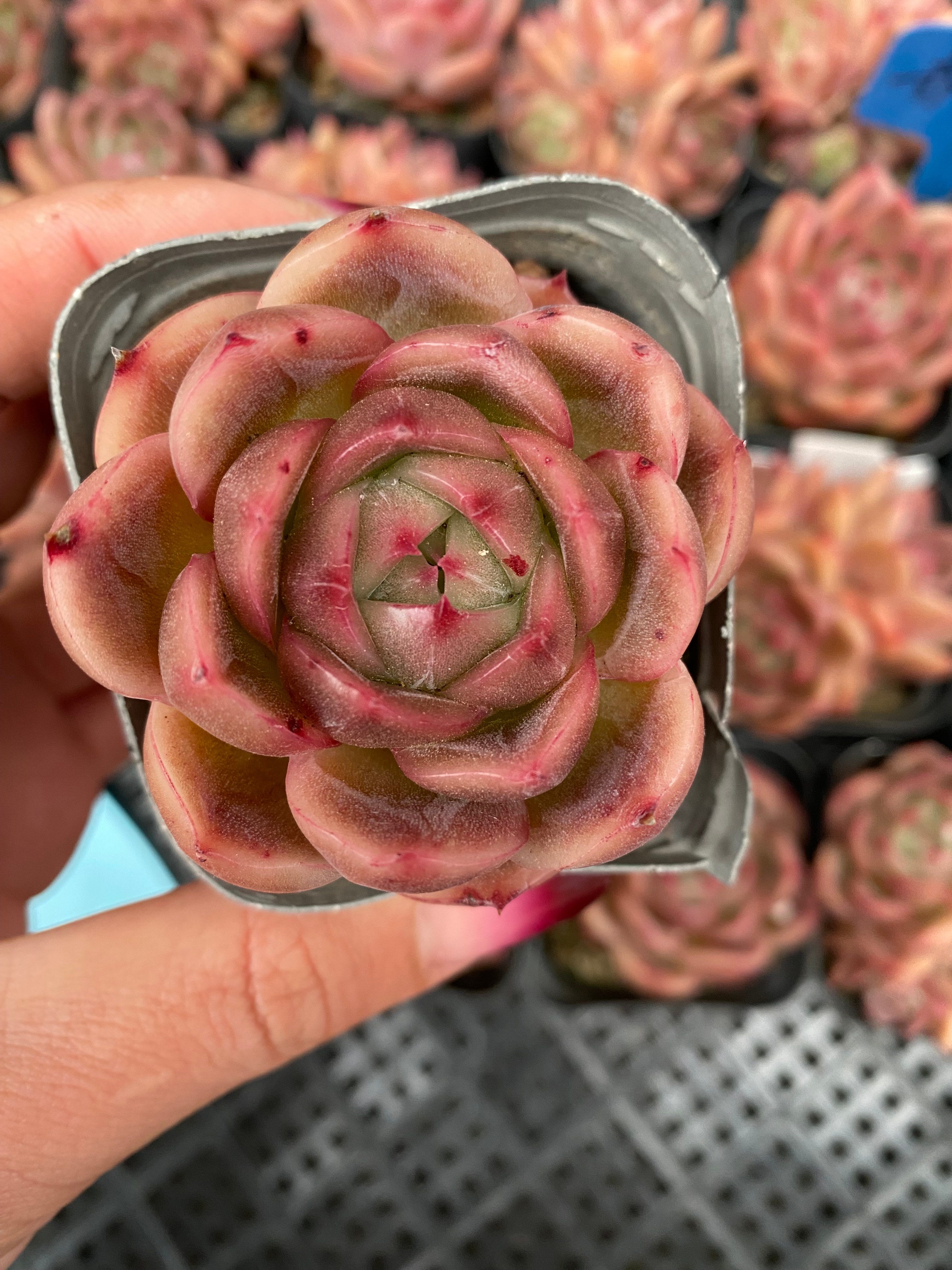 X111 エケベリア レッドエクスカイジット