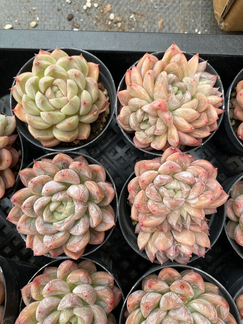 X112 エケベリア エルサクイーン