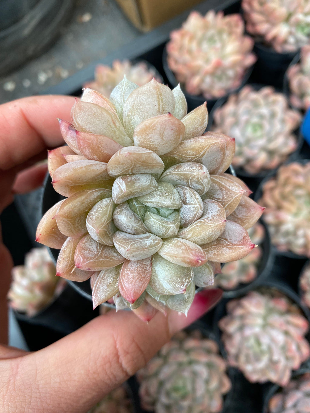 X112 エケベリア エルサクイーン