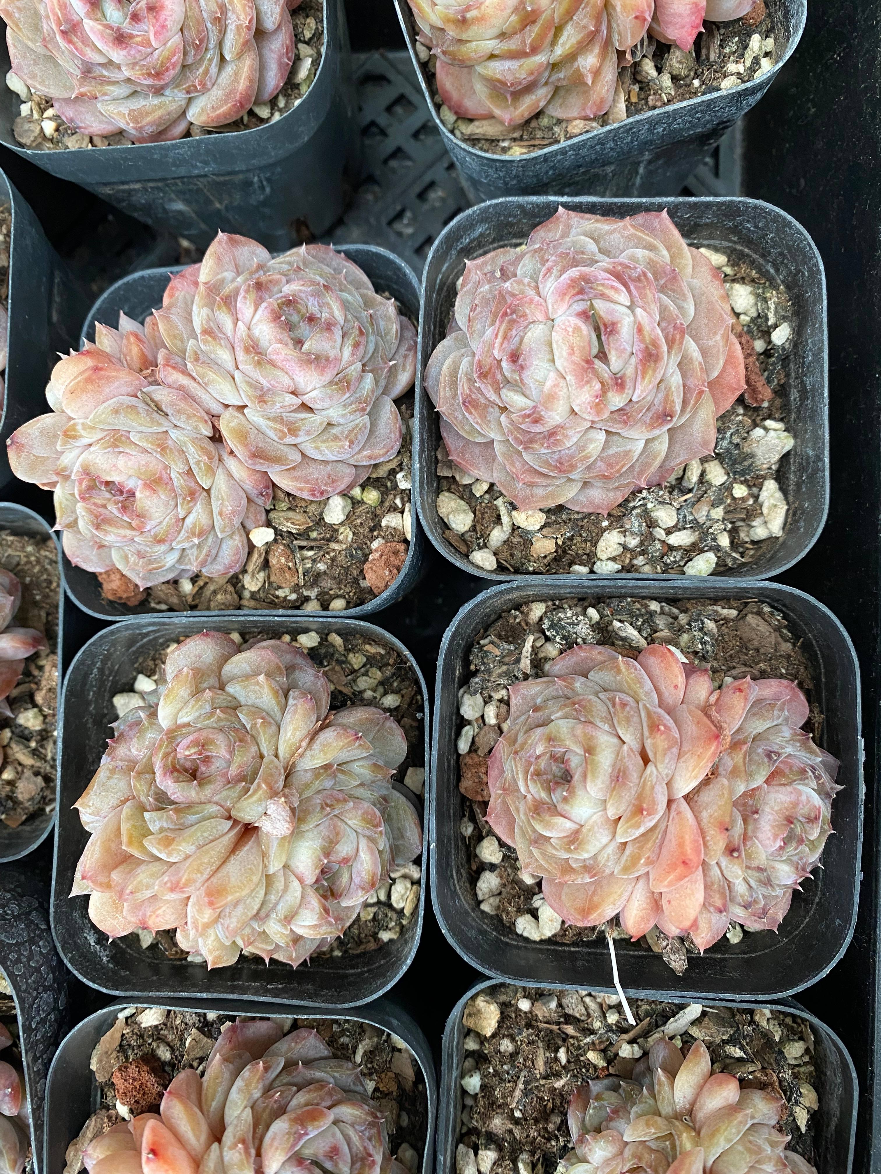 X113 エケベリア  アイススピリット