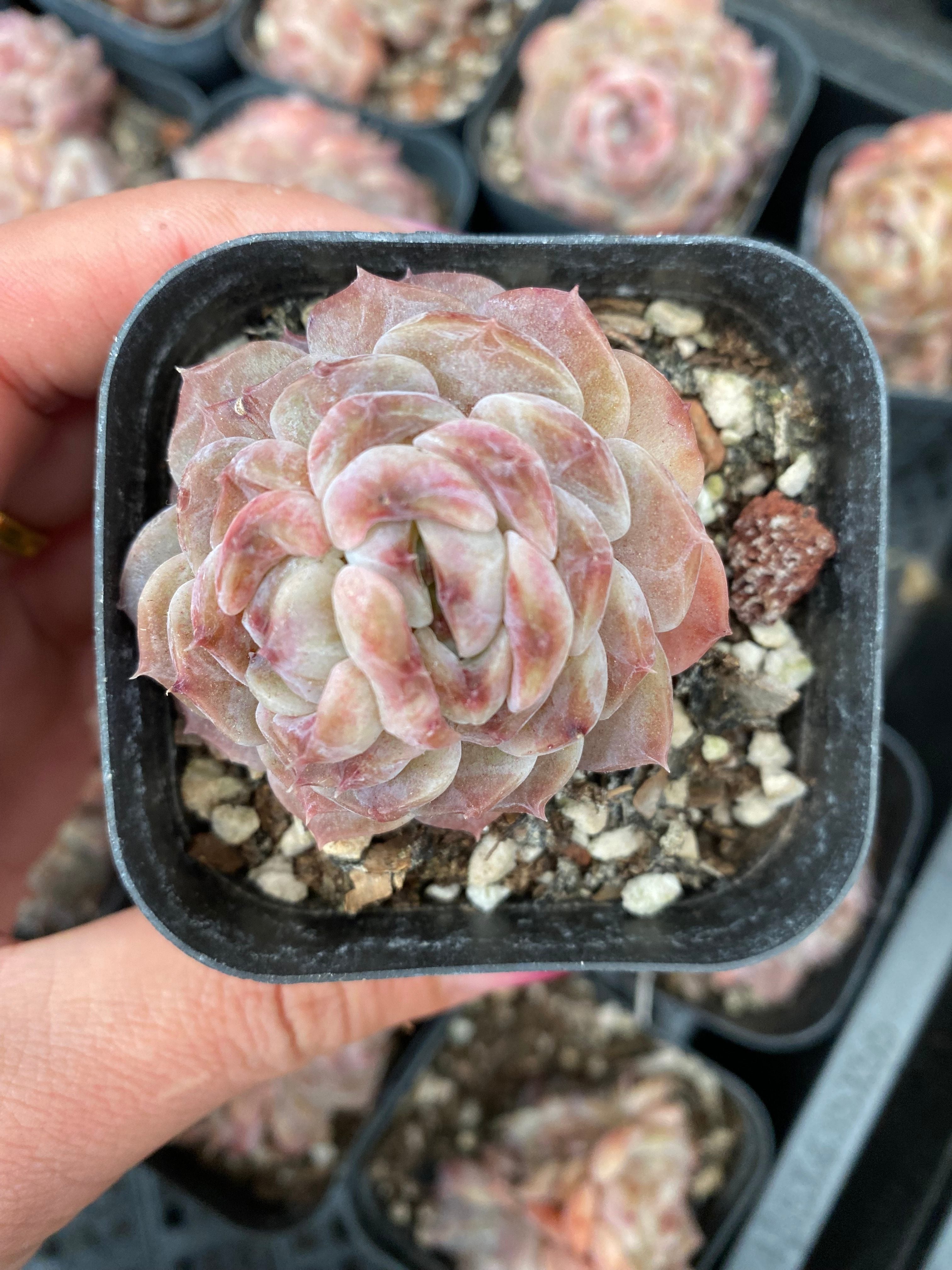 X113 エケベリア  アイススピリット