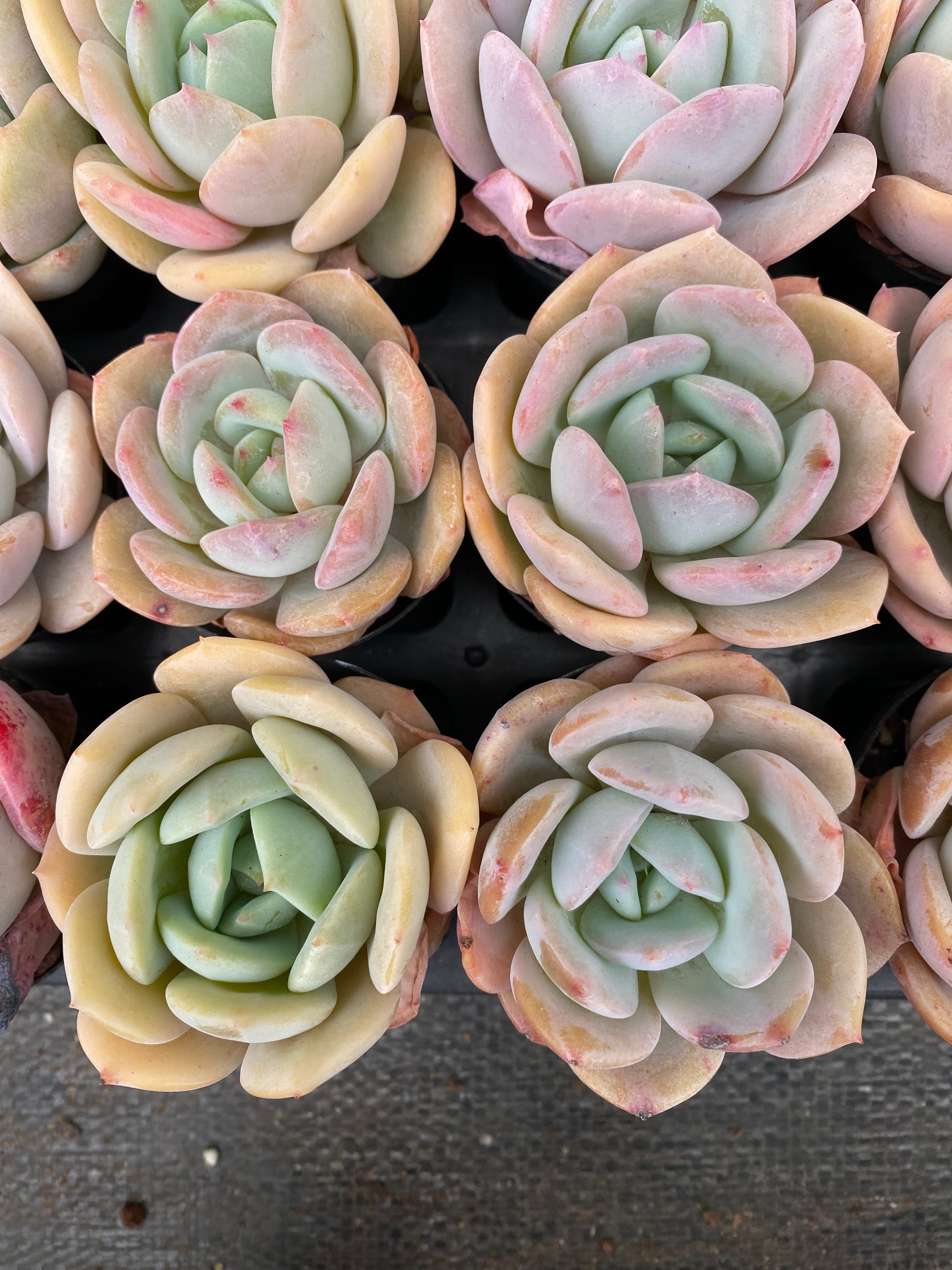 X114 エケベリア  ミルクティー