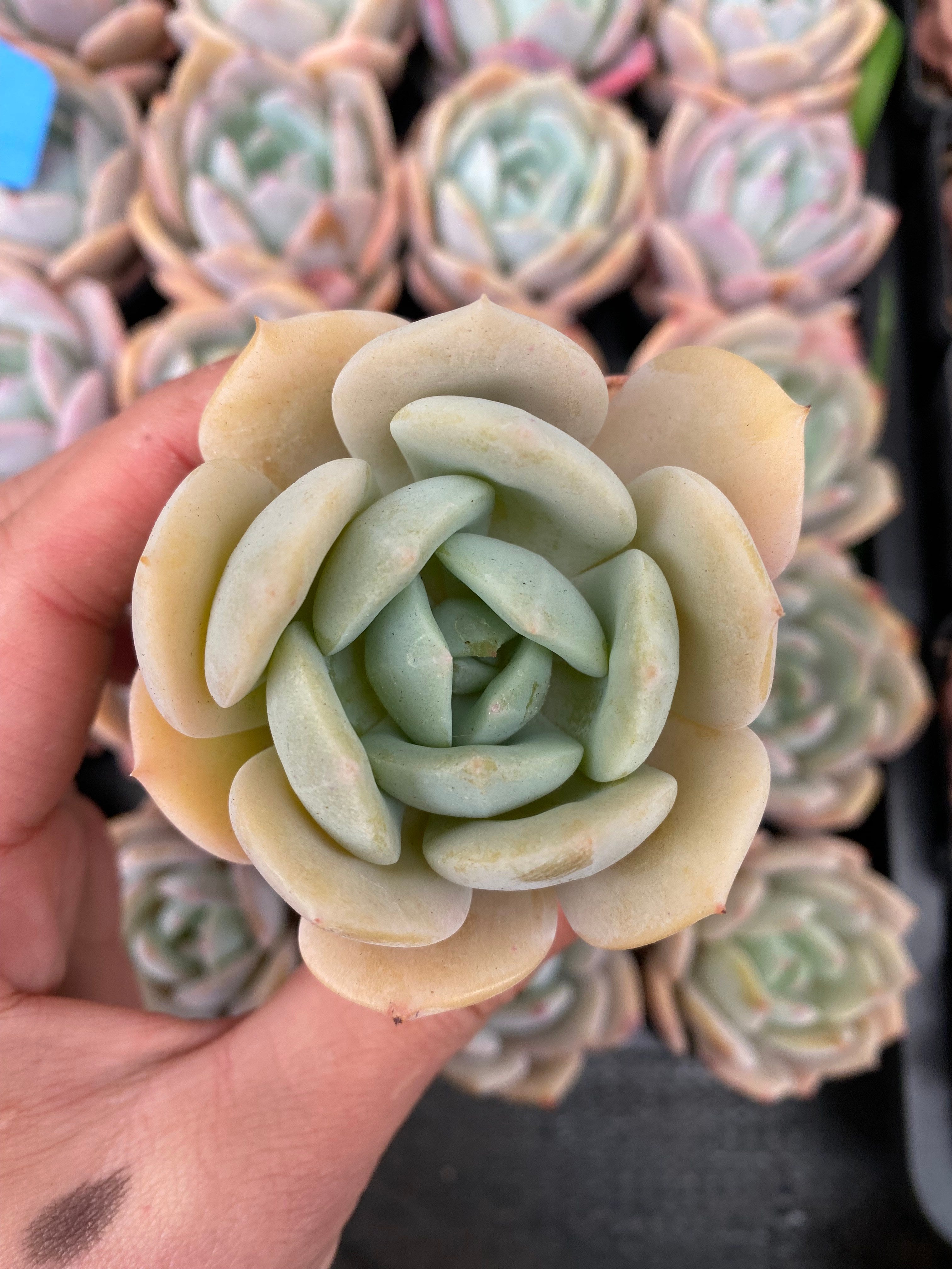 X114 エケベリア  ミルクティー