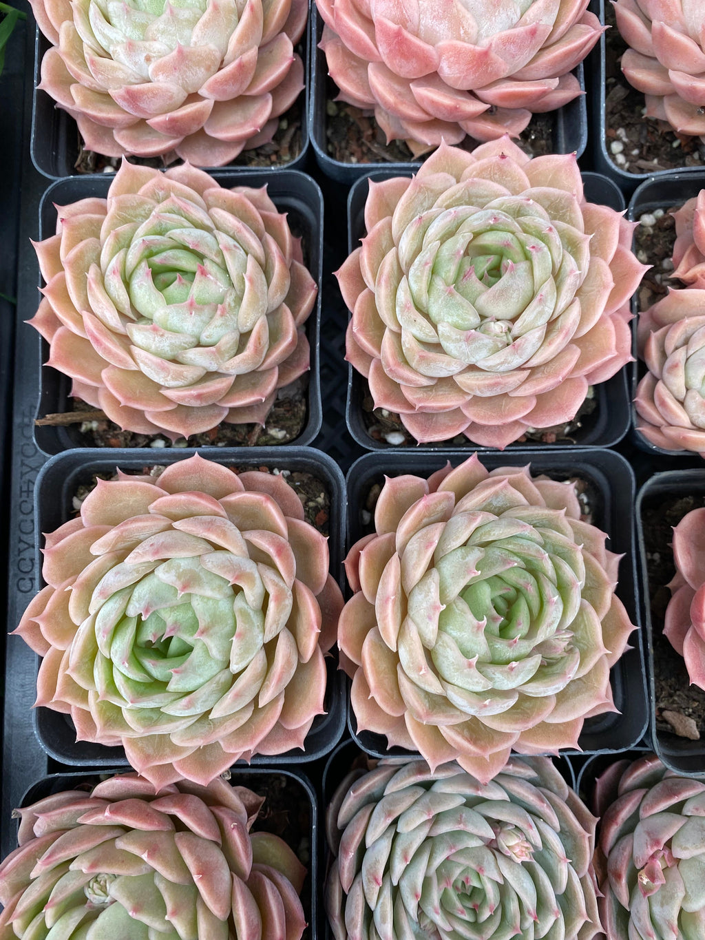 CA025 Star Mark Echeveria