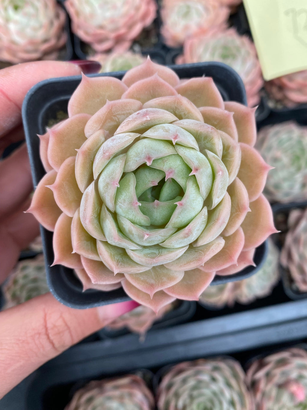 CA025 Star Mark Echeveria