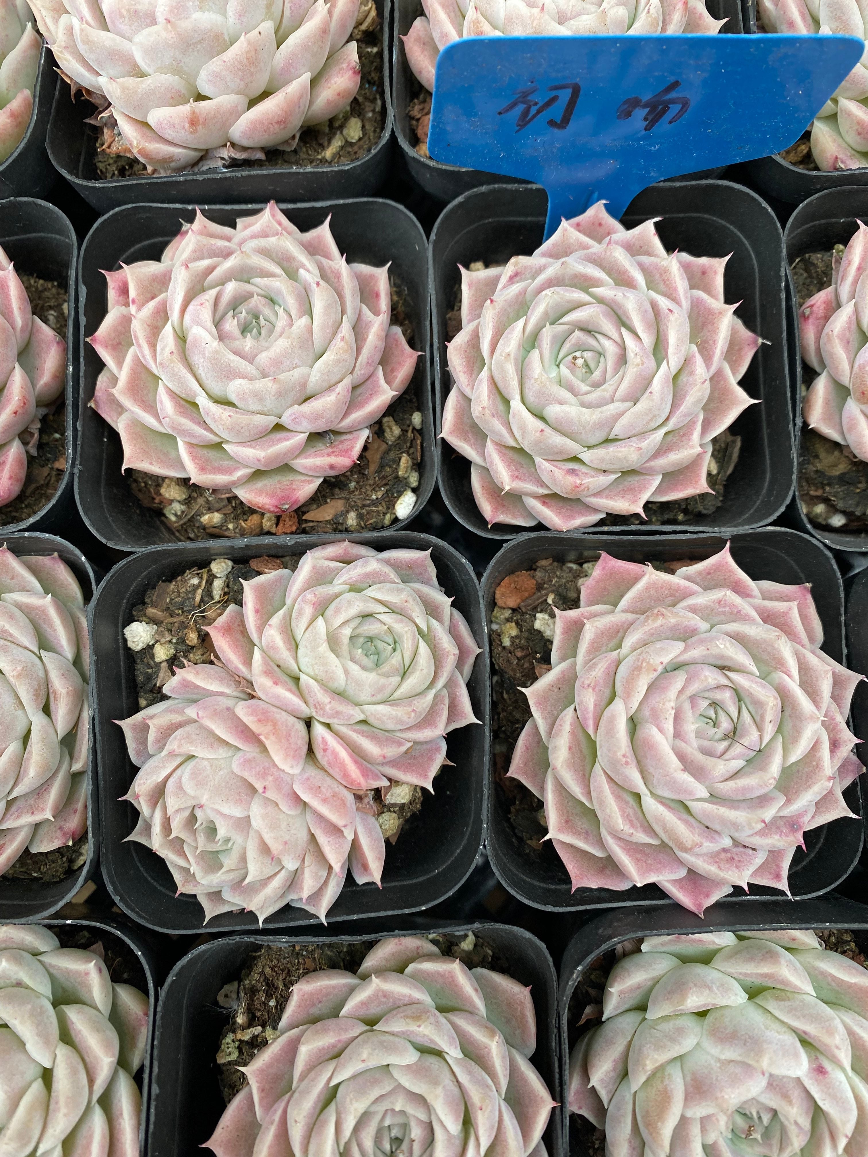 X116 エケベリア  ファーストキス